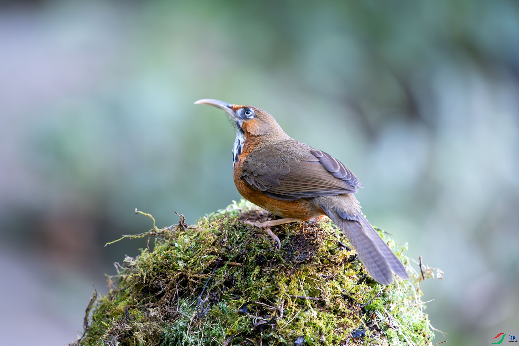 DSC_7462.jpg
