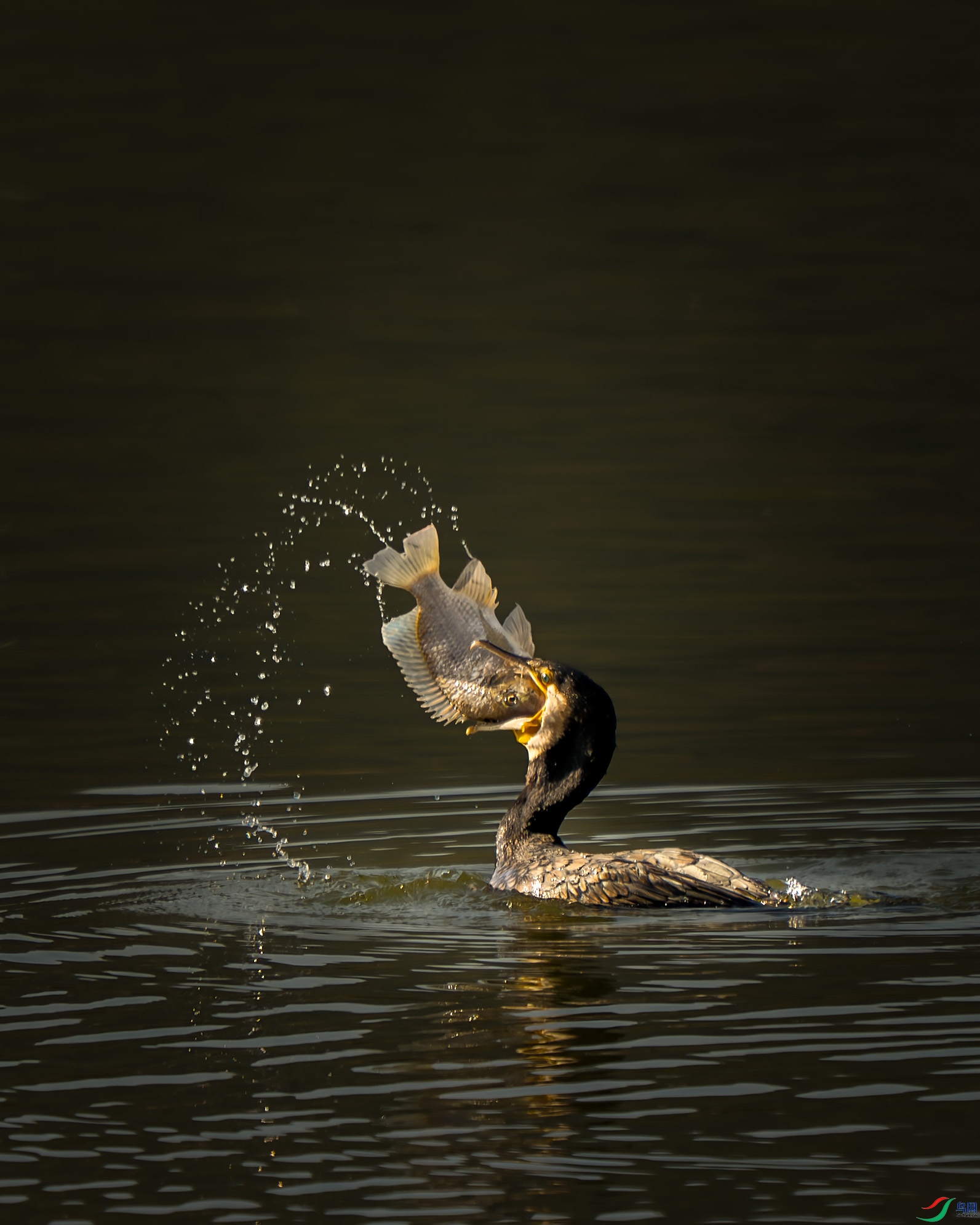 _DSC9741 ����.jpg