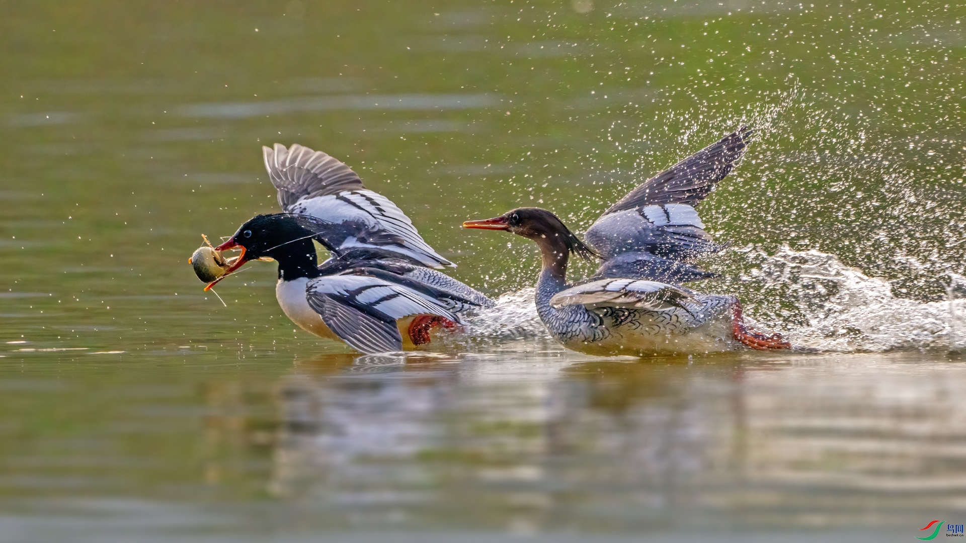 5D0A3849-1.jpg