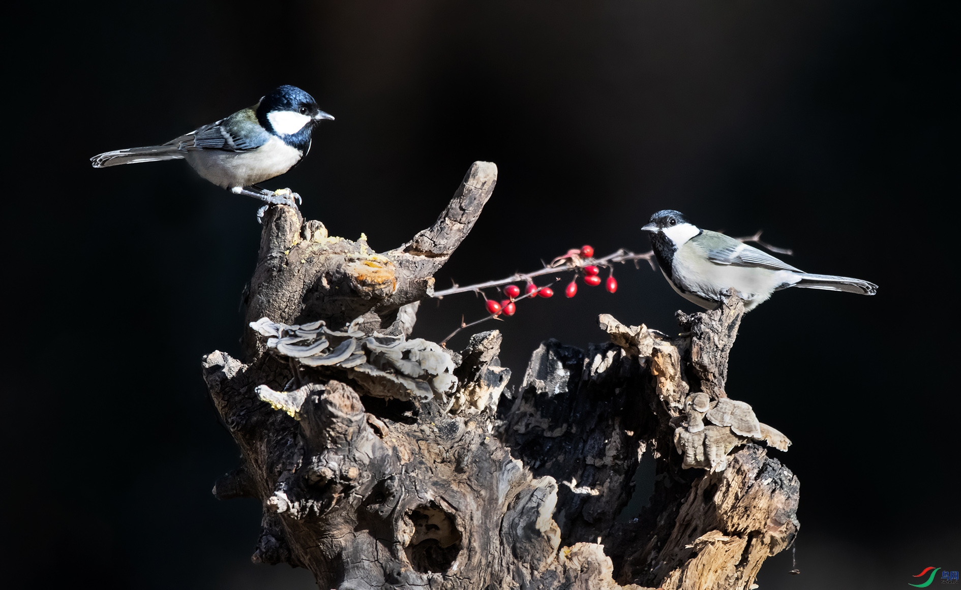 DSC_9679_��ͼ�� ���� 2.jpg