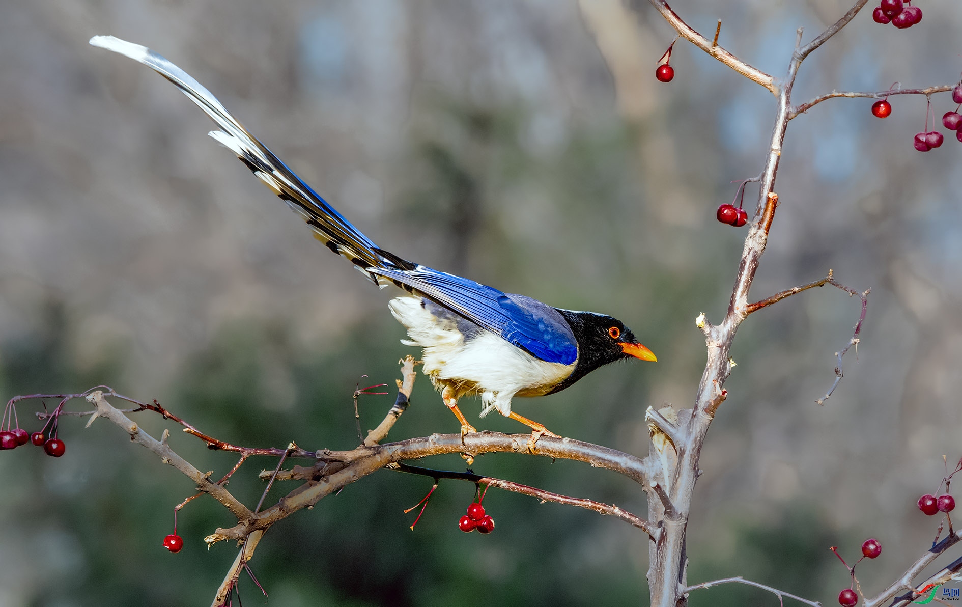 DSC_7052_��ͼ�� ����.jpg