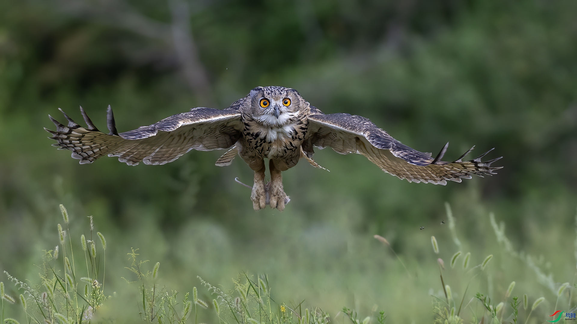 DSC_68mm26.jpg