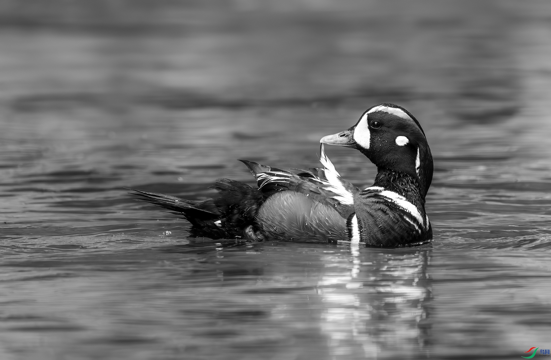 DSC04017 ����.jpg