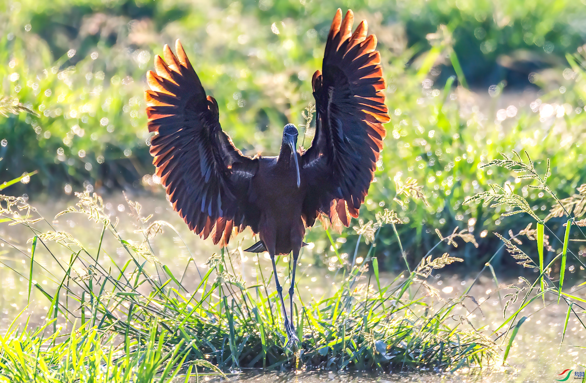 060A1724 ����-Shar---1 .jpg