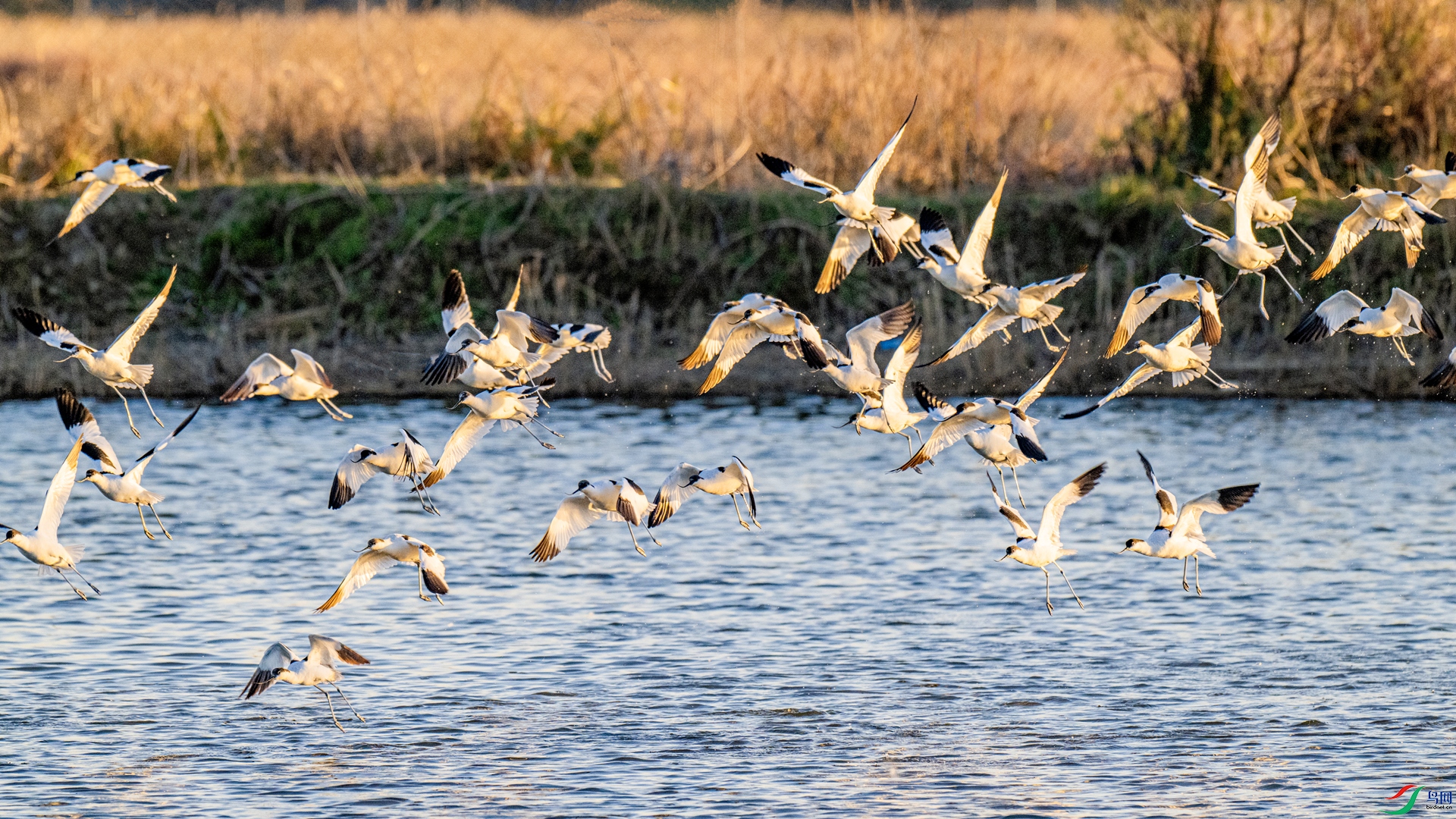 DSC_9837 ����_����.jpg