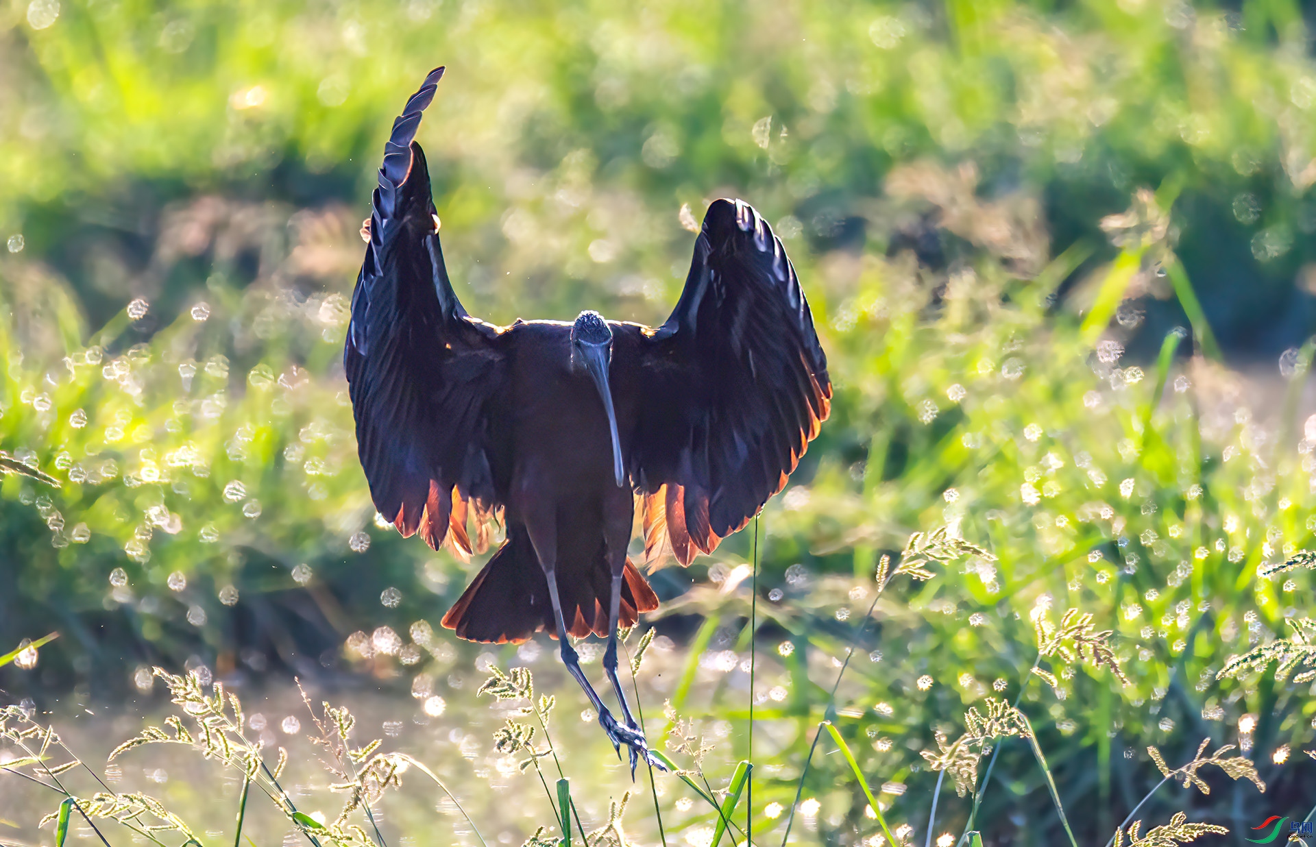 060A1722 ����-Sha---1 .jpg