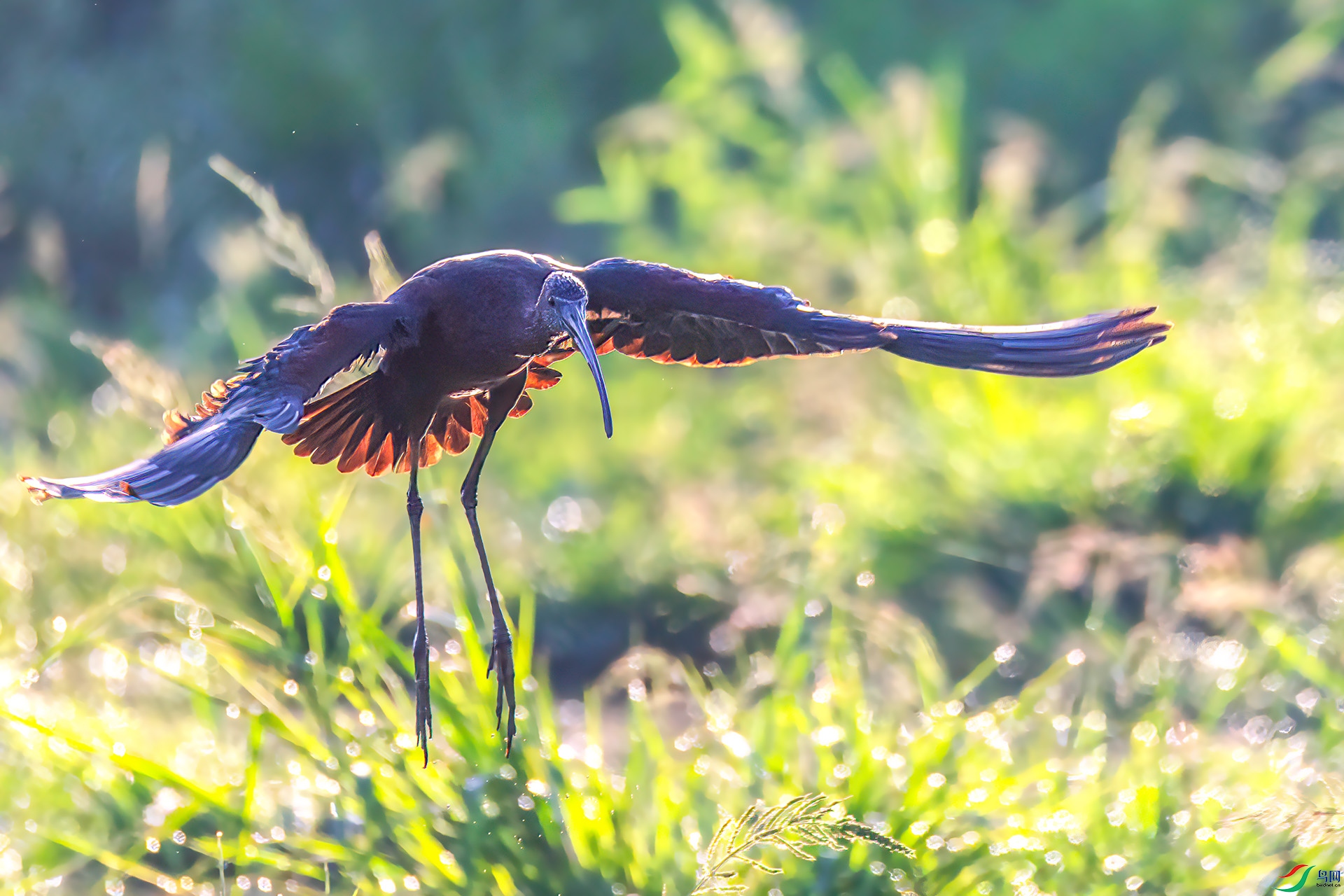 060A1714 ����-Sh---1 .jpg