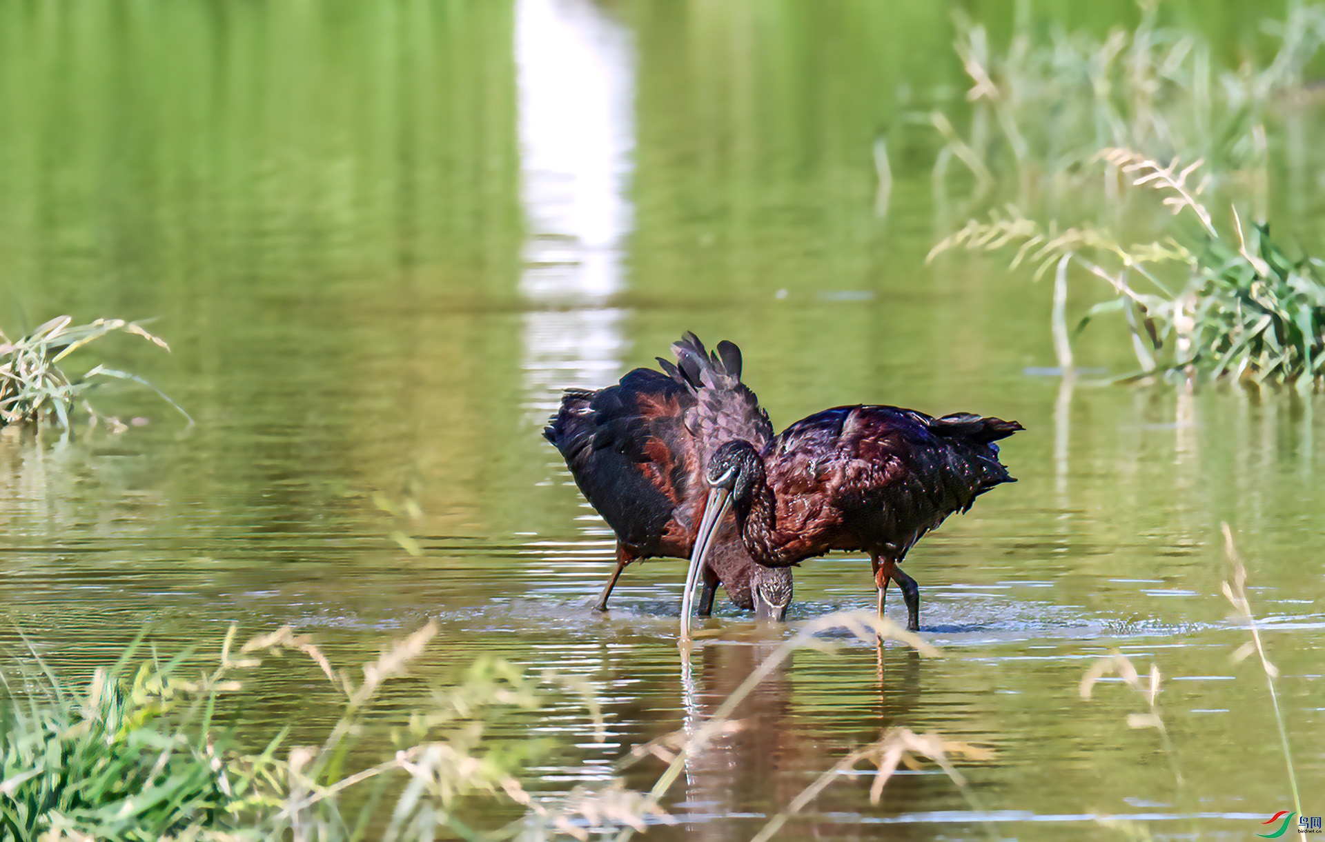 060A2515 ����-Sh---1 .jpg