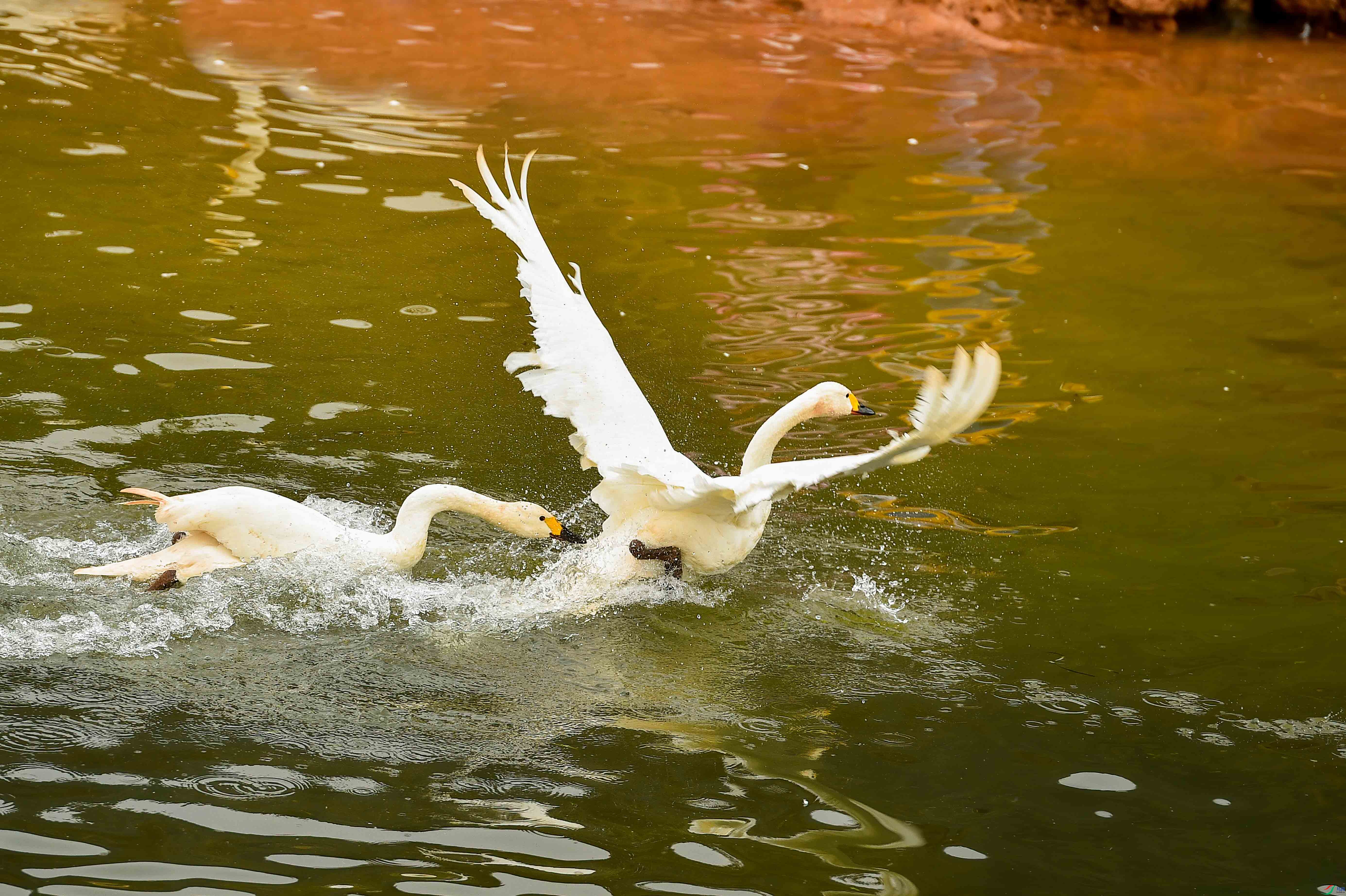 sen2016 2-2-14-�༭.jpg