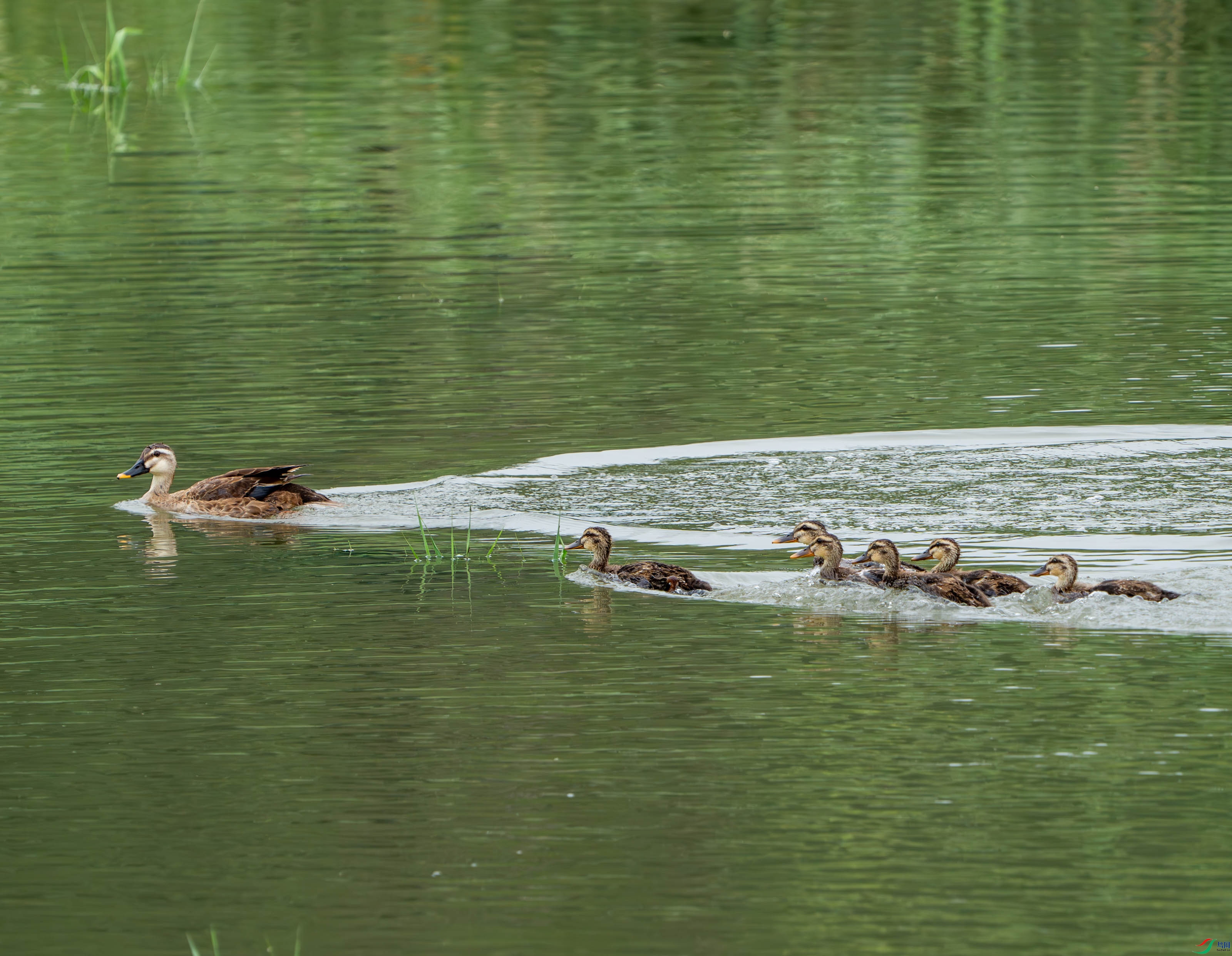 ����Ѽ-6 (2).jpg