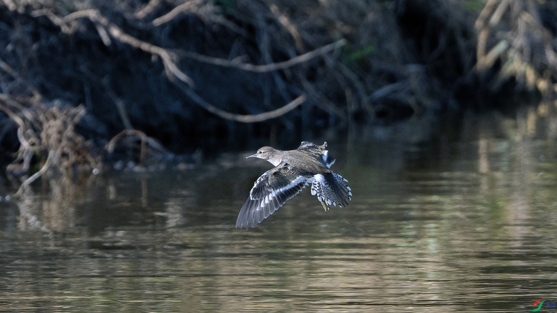 DSC_0235 ����.jpg