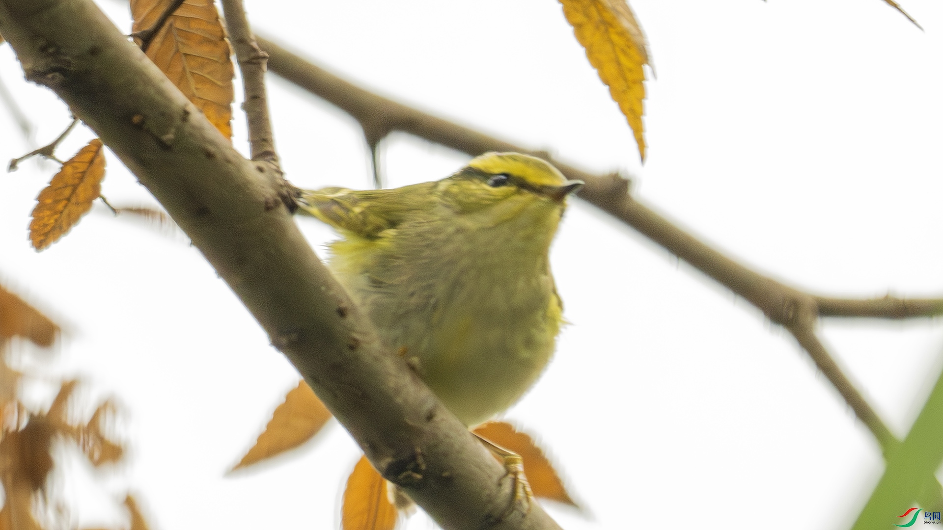 DSC_8948-����ǿ-NR ����.jpg