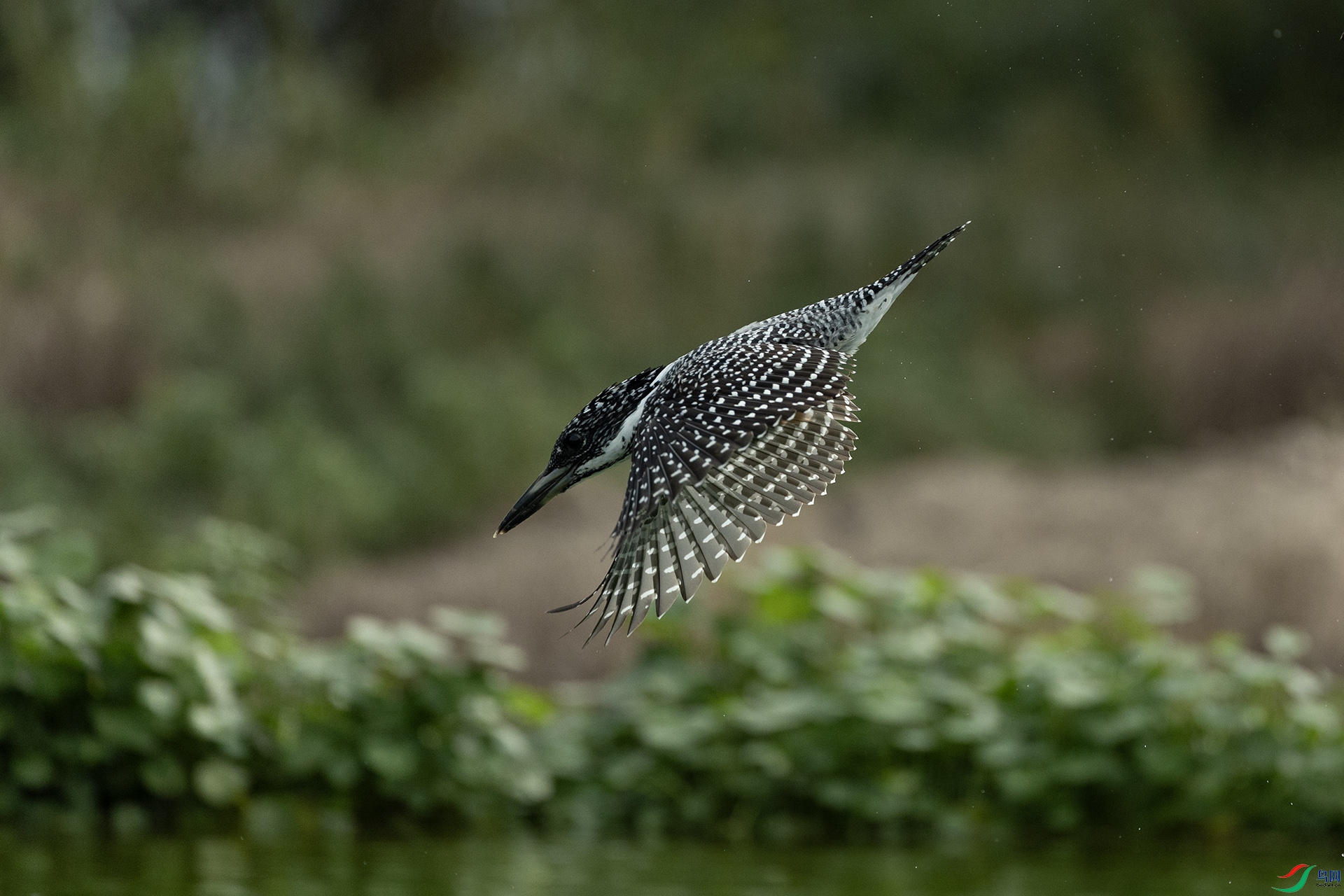 1I9A6857-2ab.jpg
