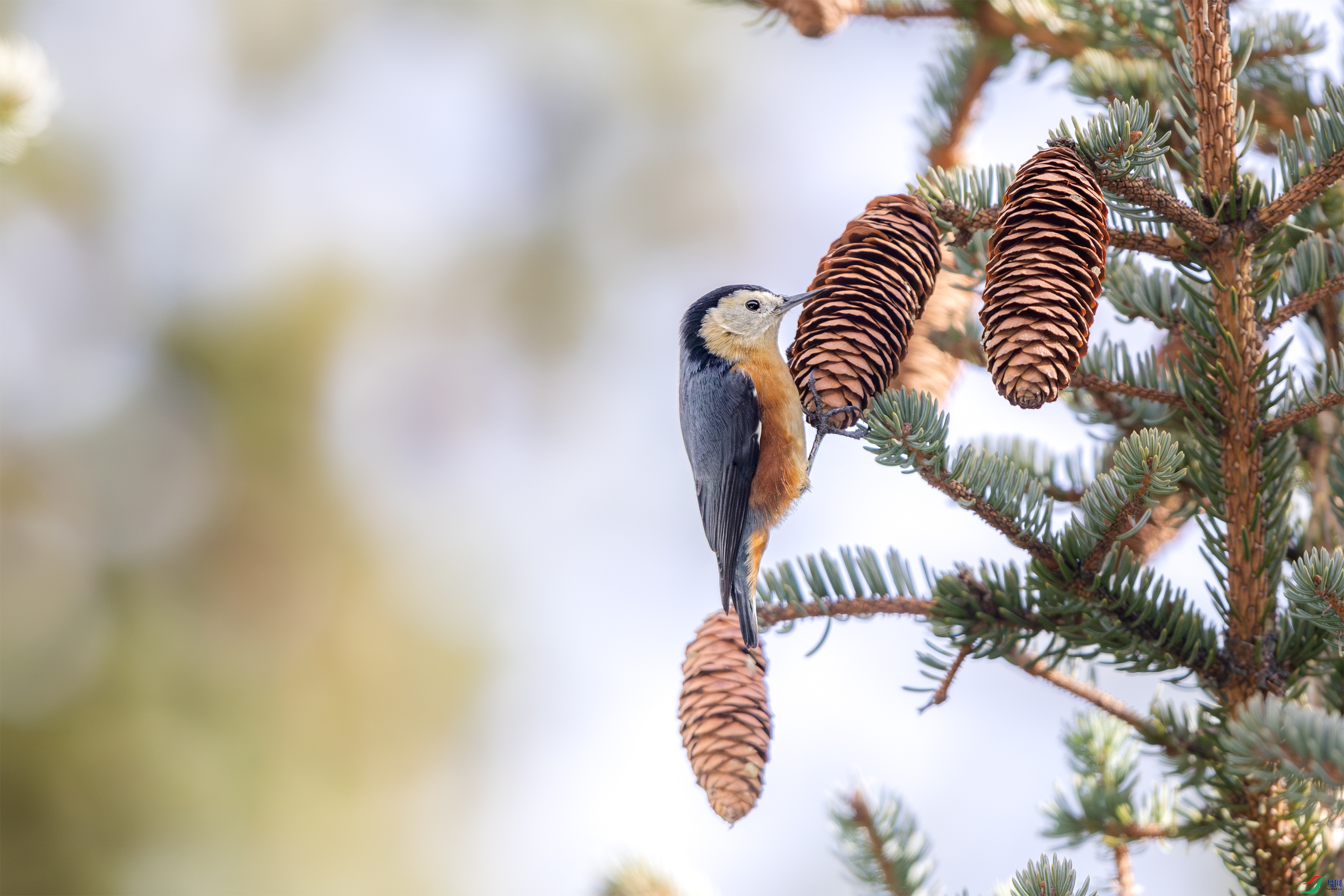 063A7512 ����.jpg