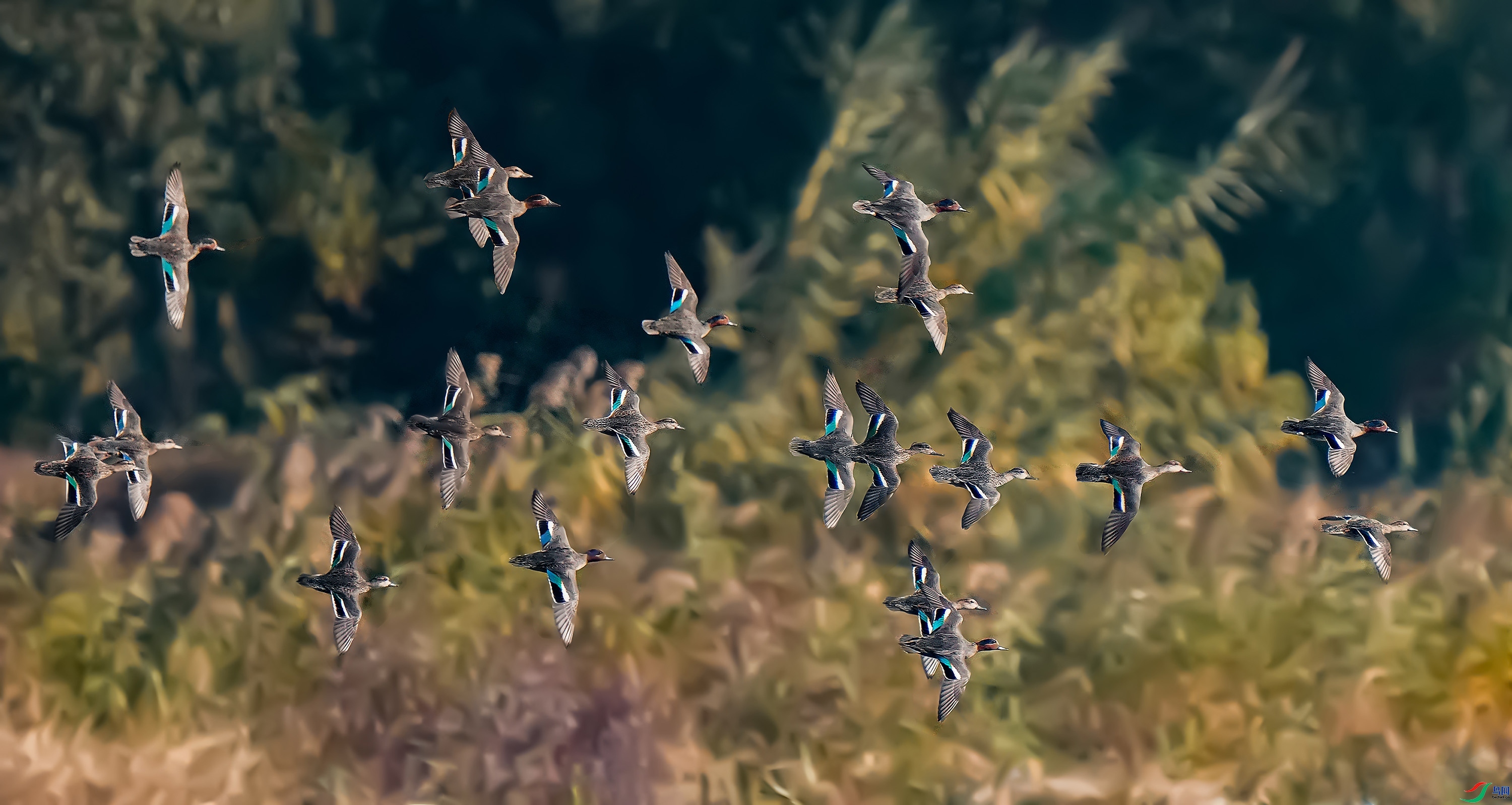 12.8�ϻ�����ʦ��Ʒ  �̳�Ѽչ�� ��ף���ٻ��Ա������ .jpg