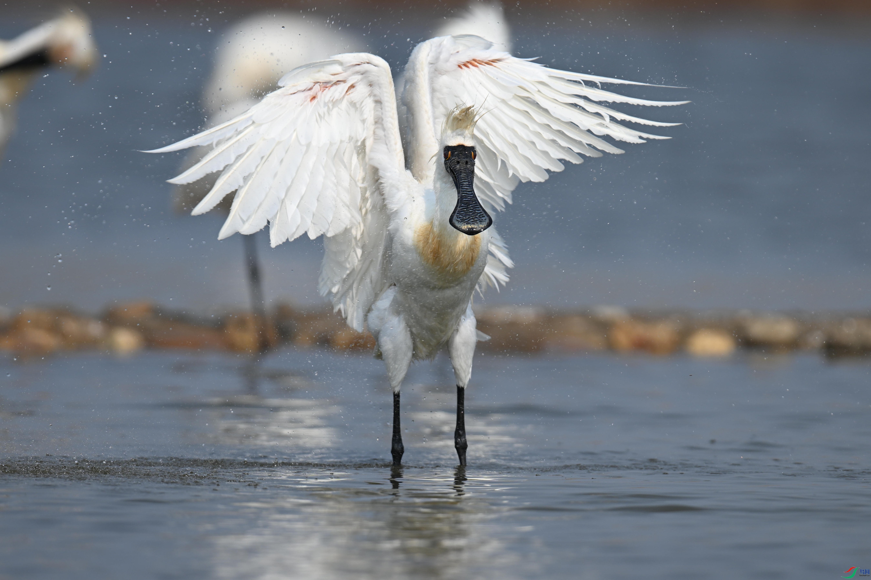 �������� (103).jpg