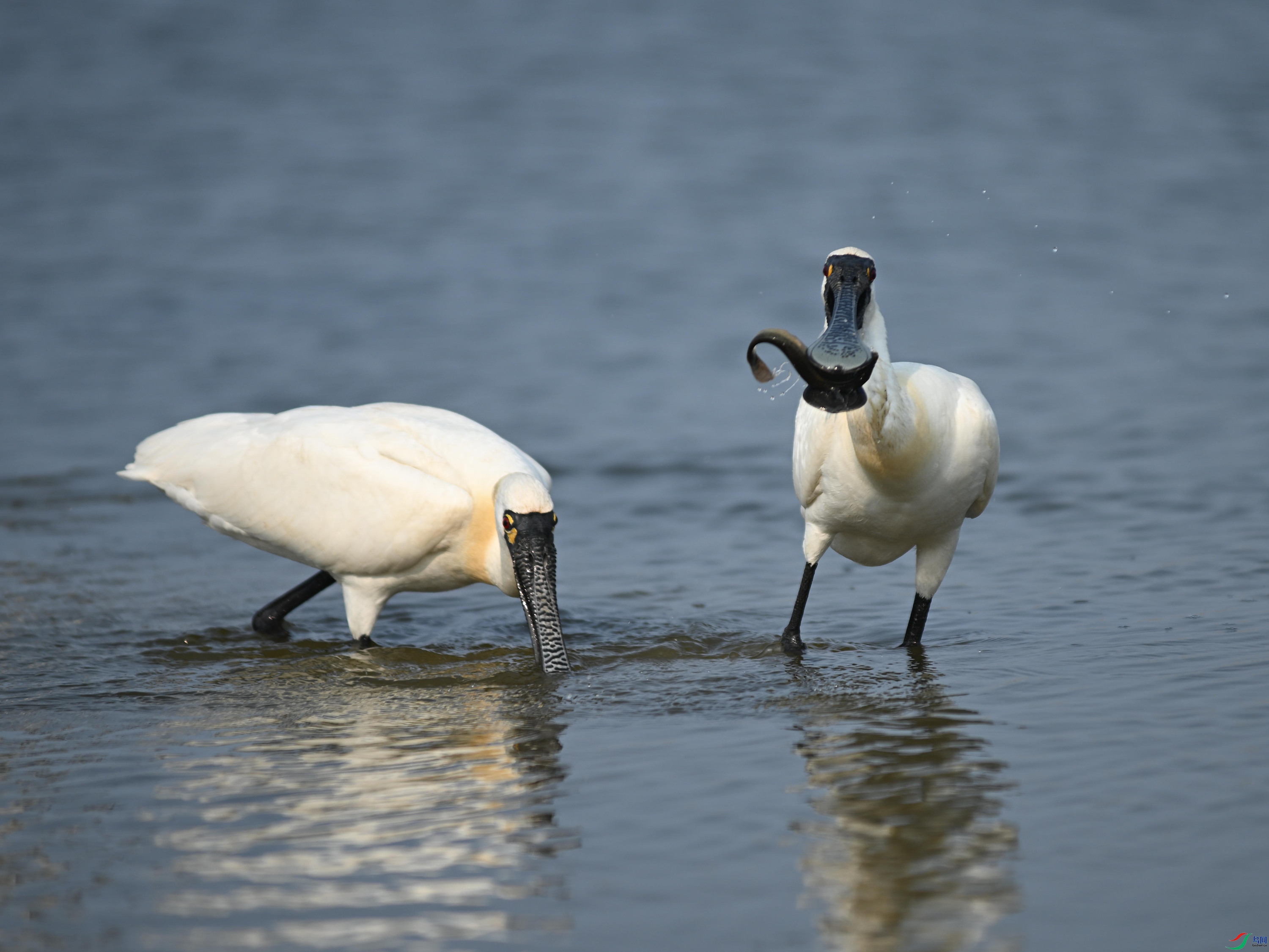 �������� (29).jpg