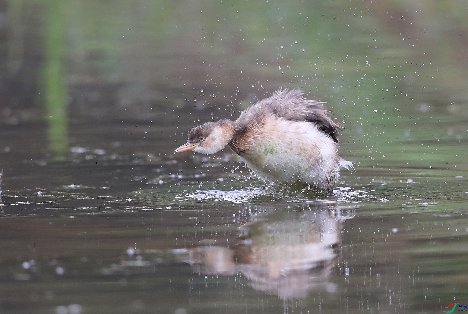 AI0I1767ˮ ��2.JPG