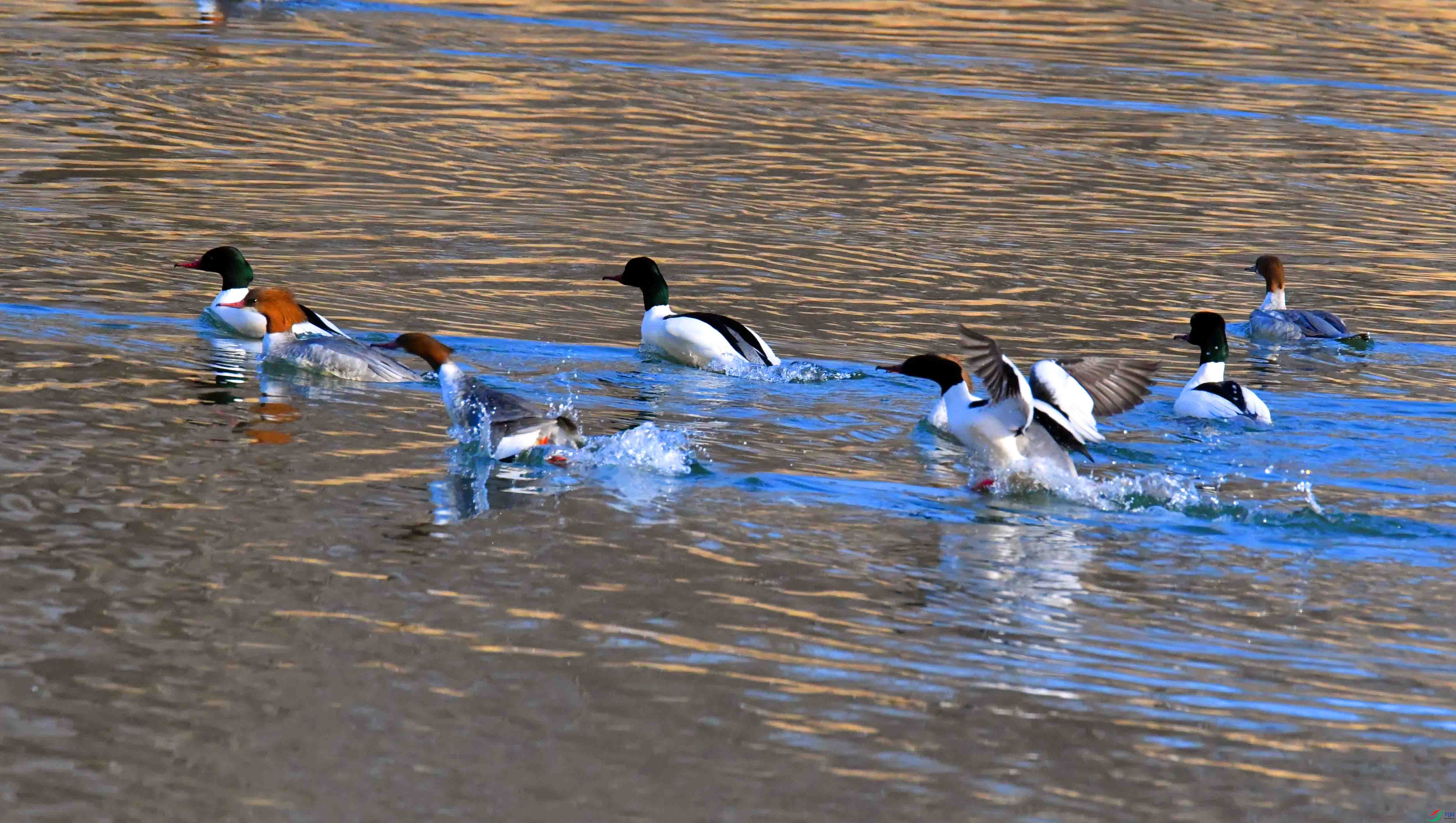 DSC_2352.JPG