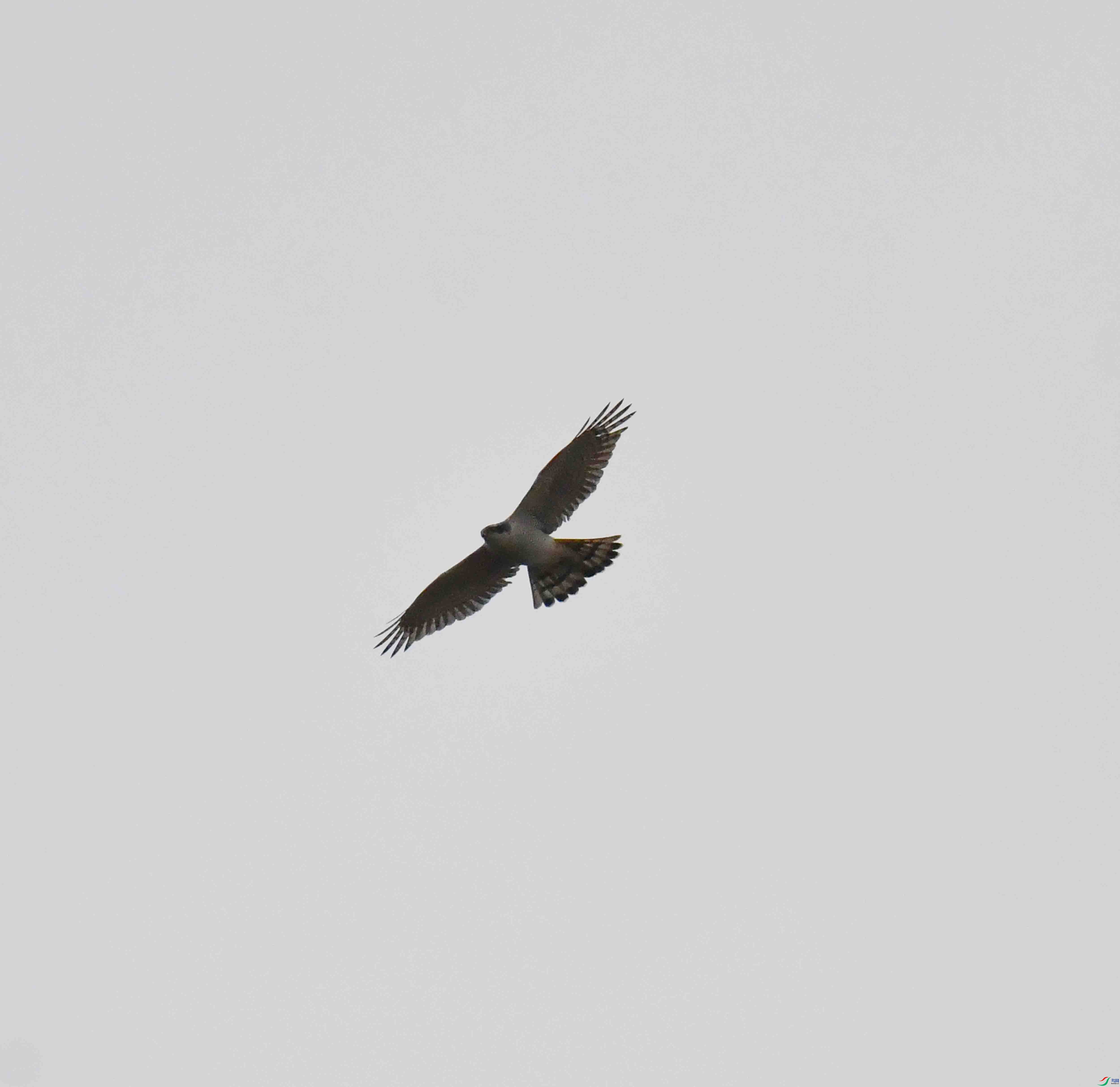 DSC_7087.JPG