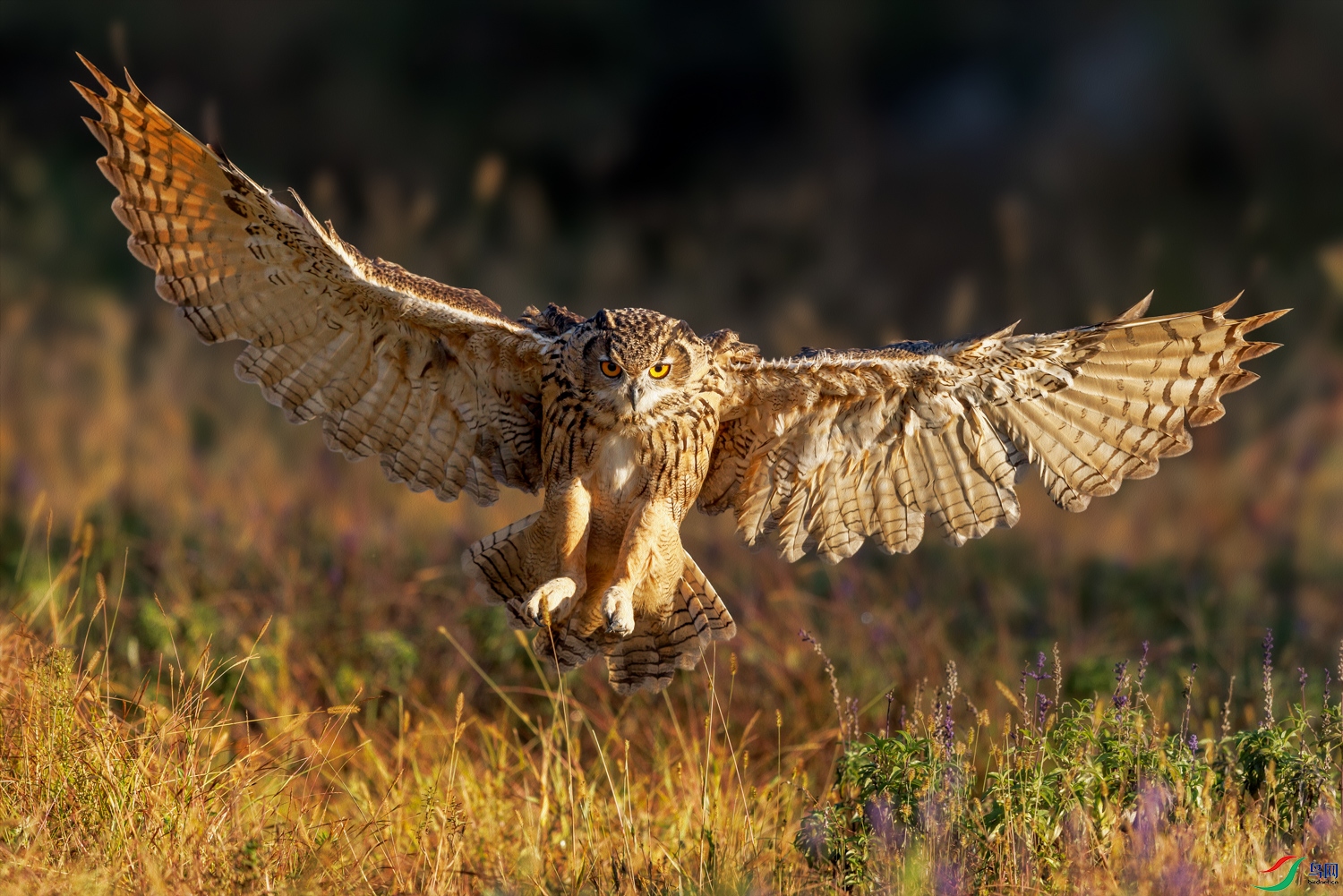 3Z6A0088 ����.jpg