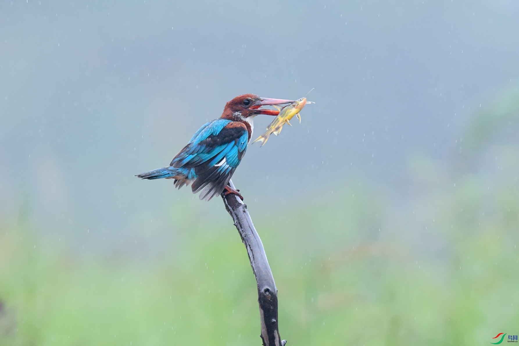DSC_2616aa.jpg