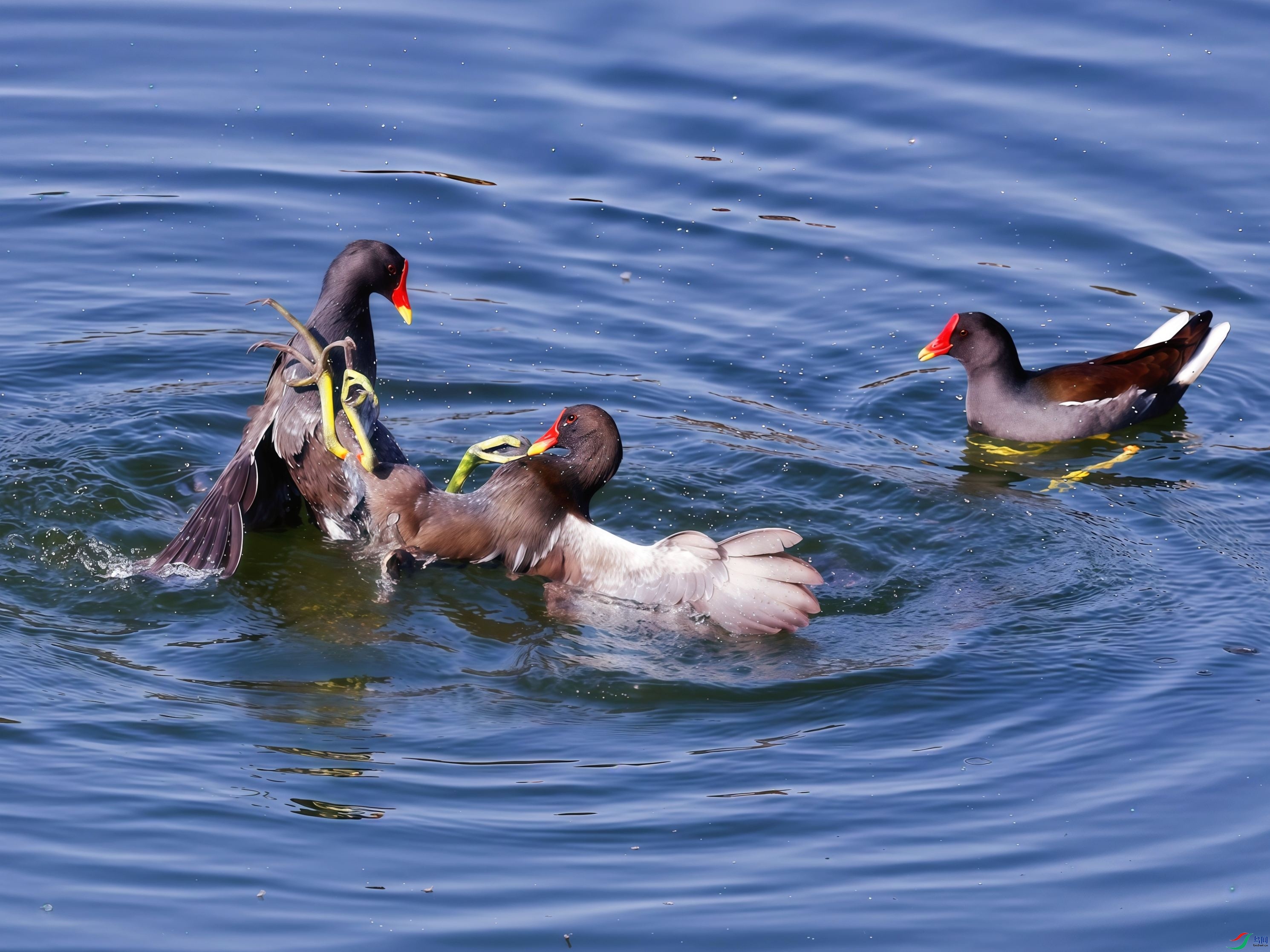 ���ֵܣ��������