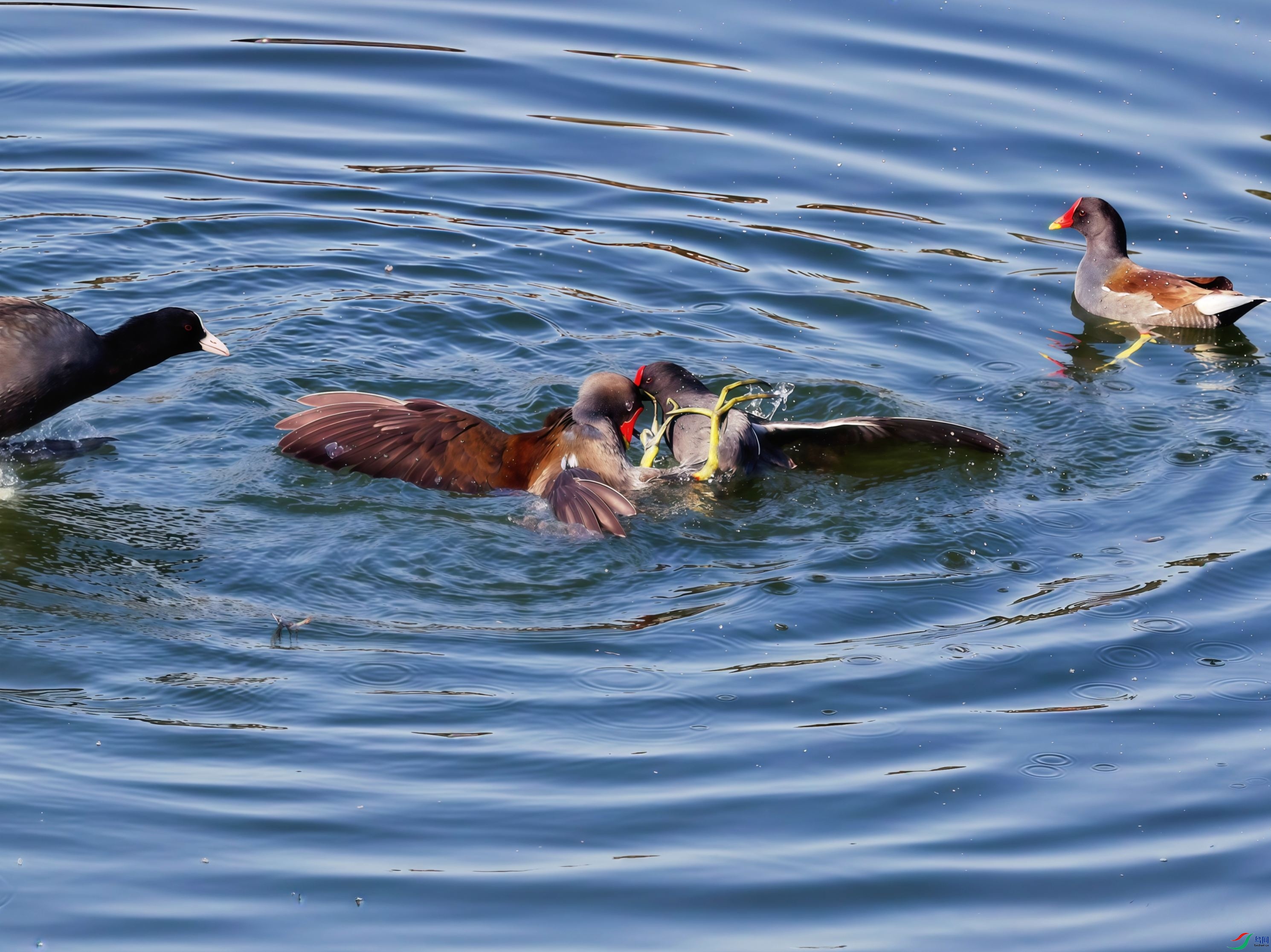 �׹Ƕ���Ҳ��������ϡ�