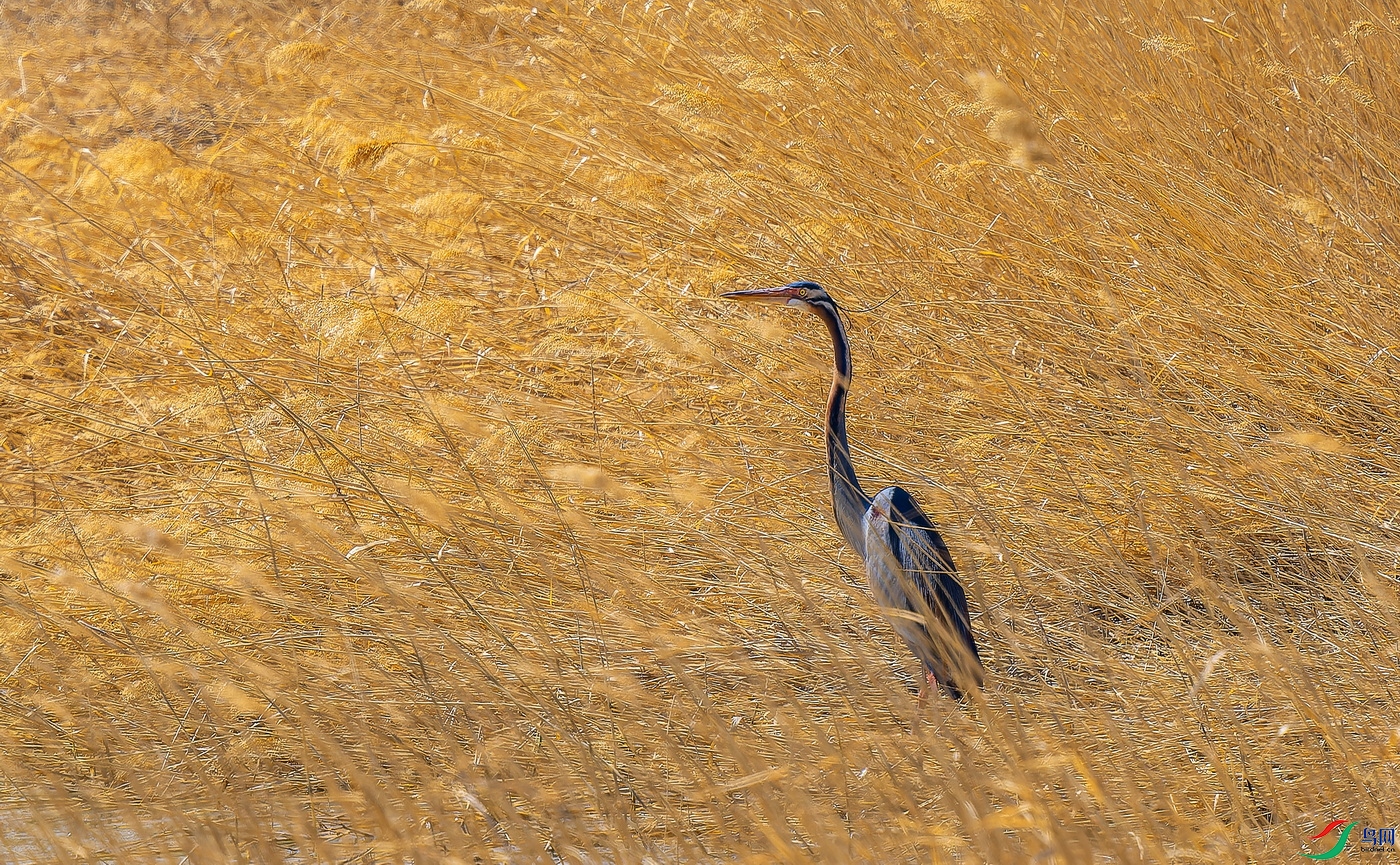 ���� (8)-01.jpg