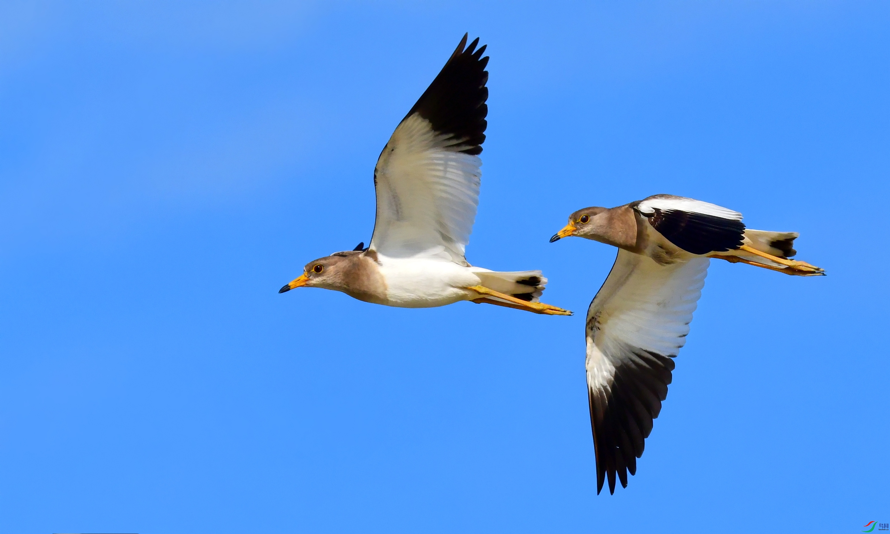 DSC_2477_conew2.jpg