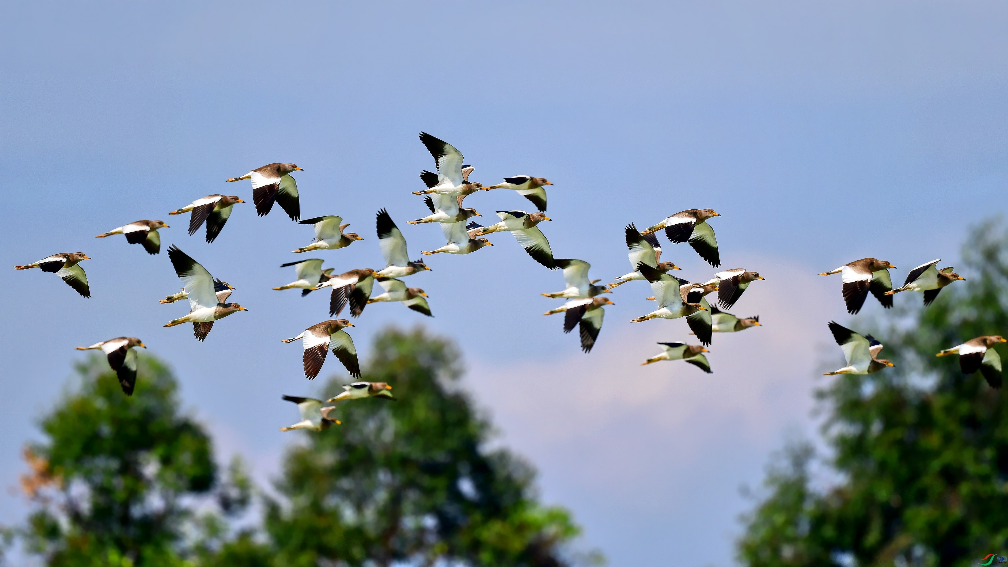 DSC_9596_conew4.jpg