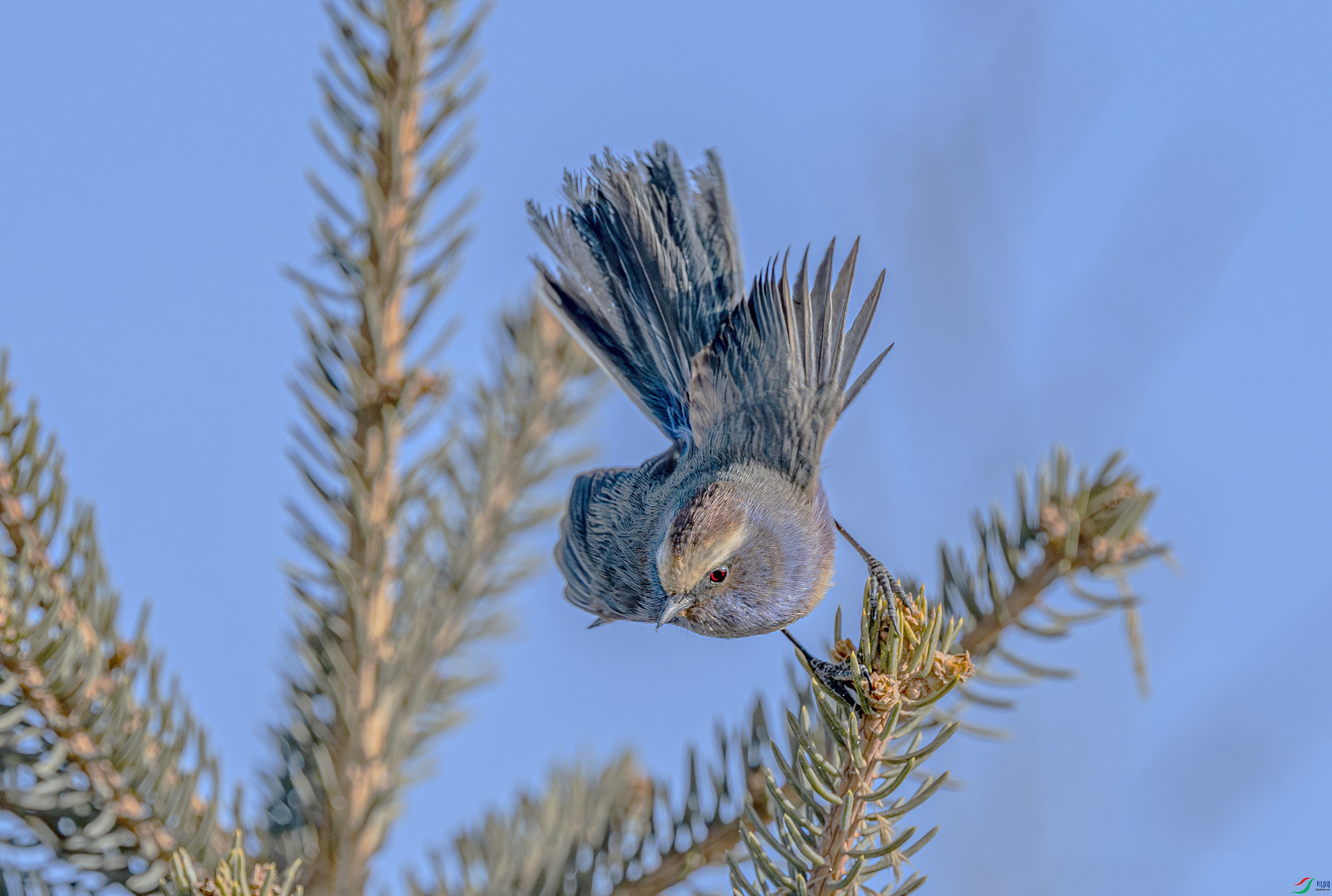 DSC_2057-����ǿ-NR ���� 3.jpg