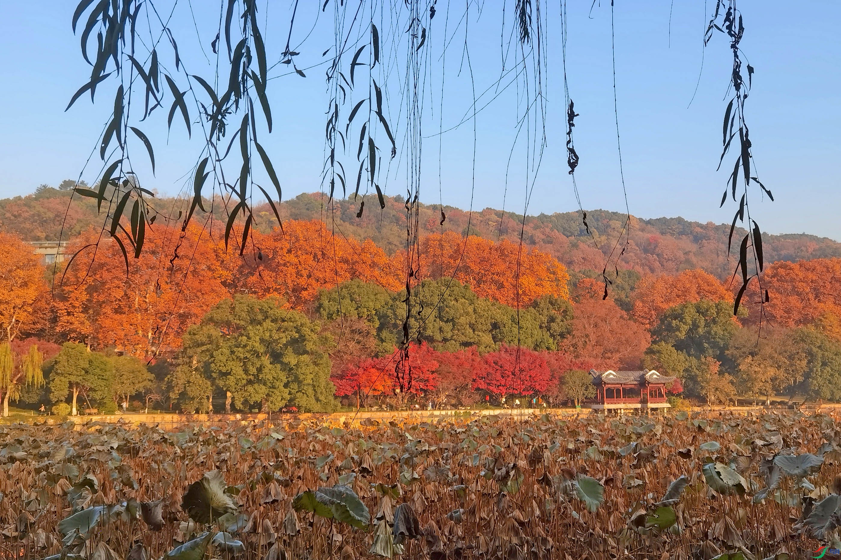 IMG_20251207_080053.jpg
