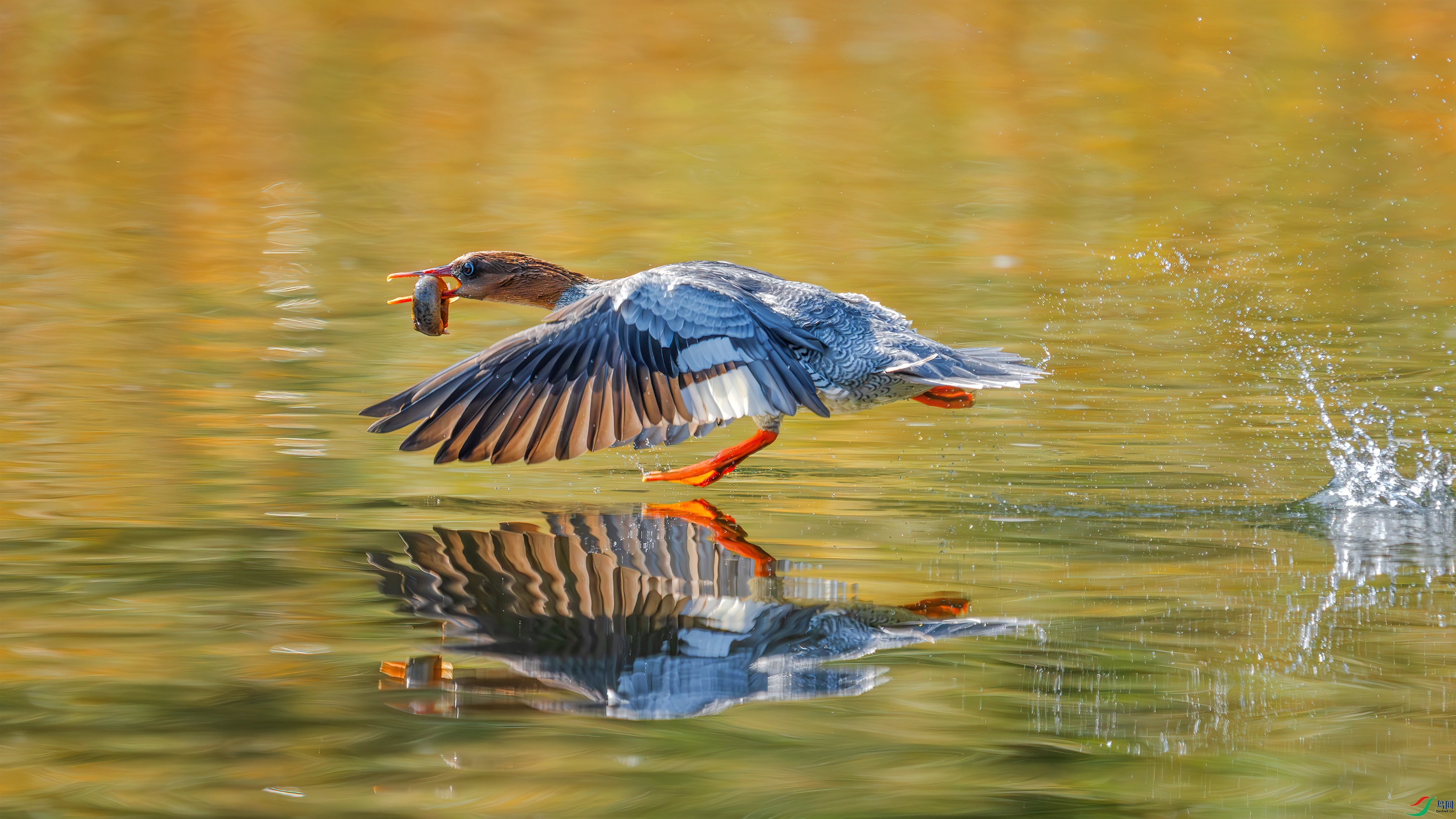 _DSC7467 ����.jpg