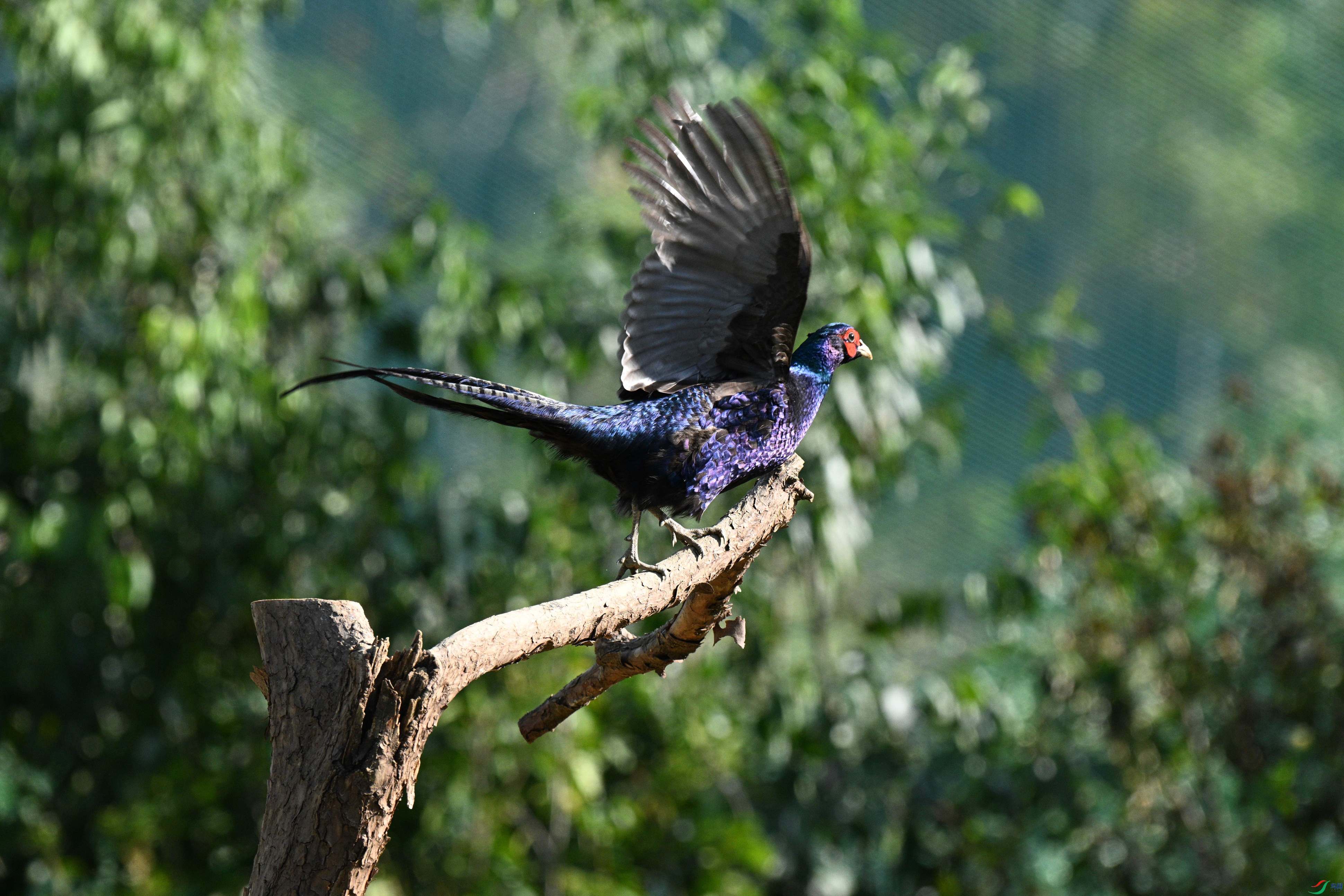 DSC_7155_����.jpg