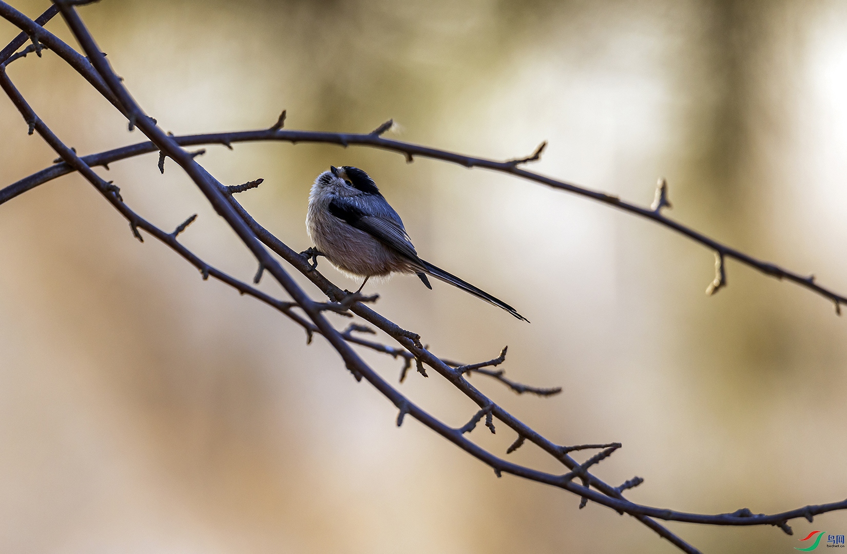 _5LM3371a.jpg
