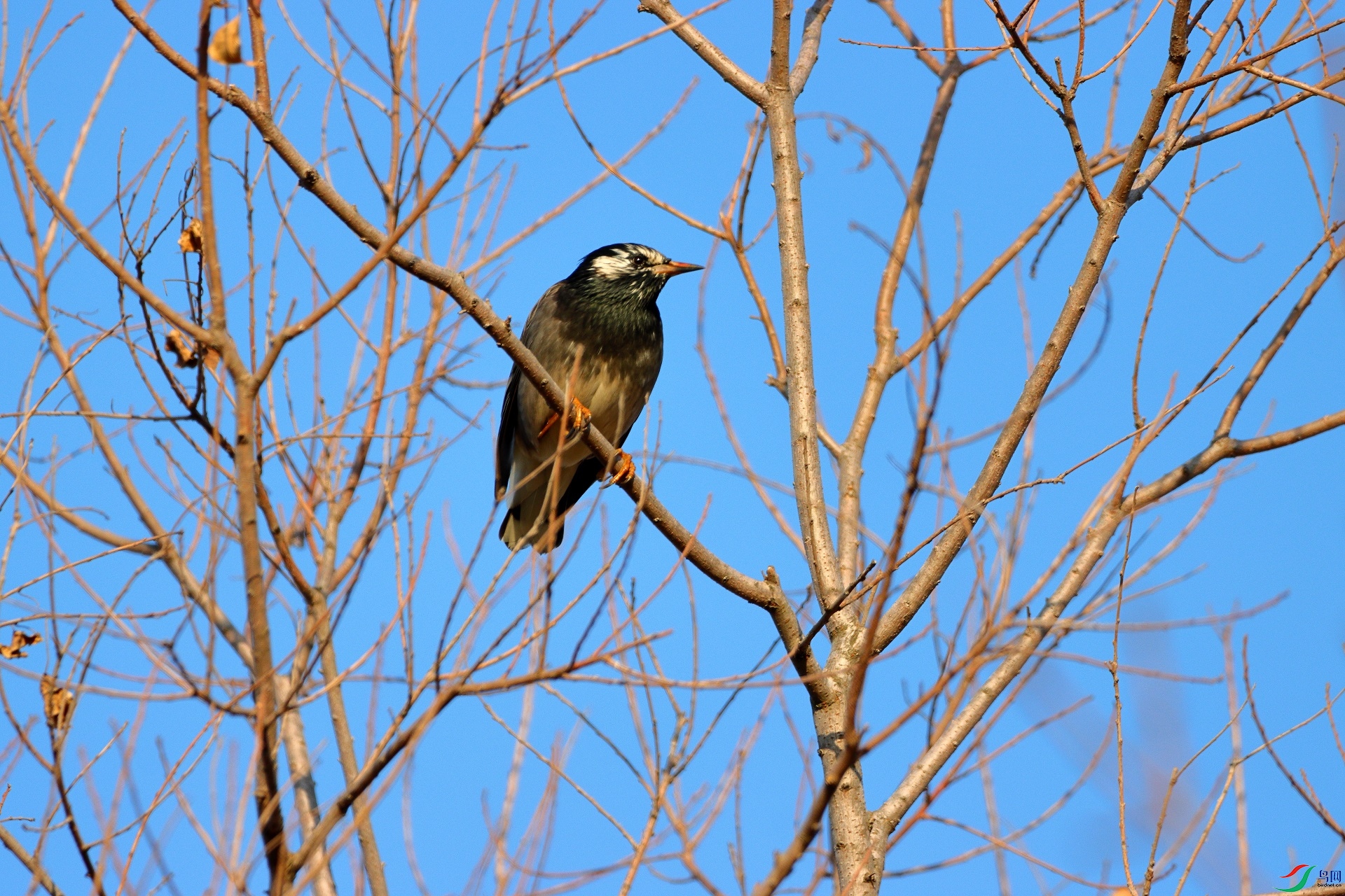 IMG_9338a1.jpg