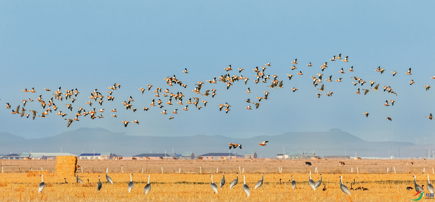 �����ף�����Ѽ-��������