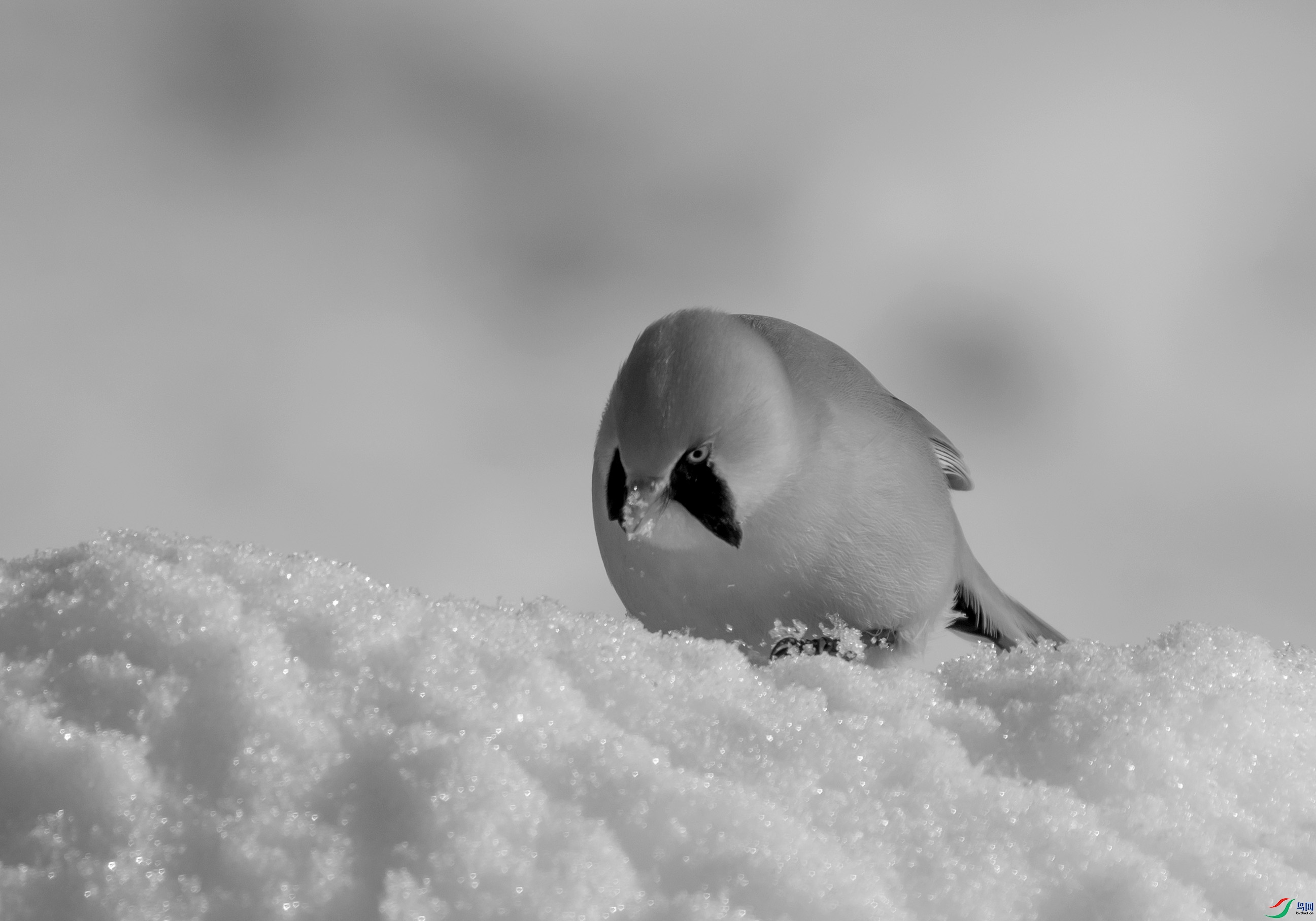 DSC08792 ����.jpg