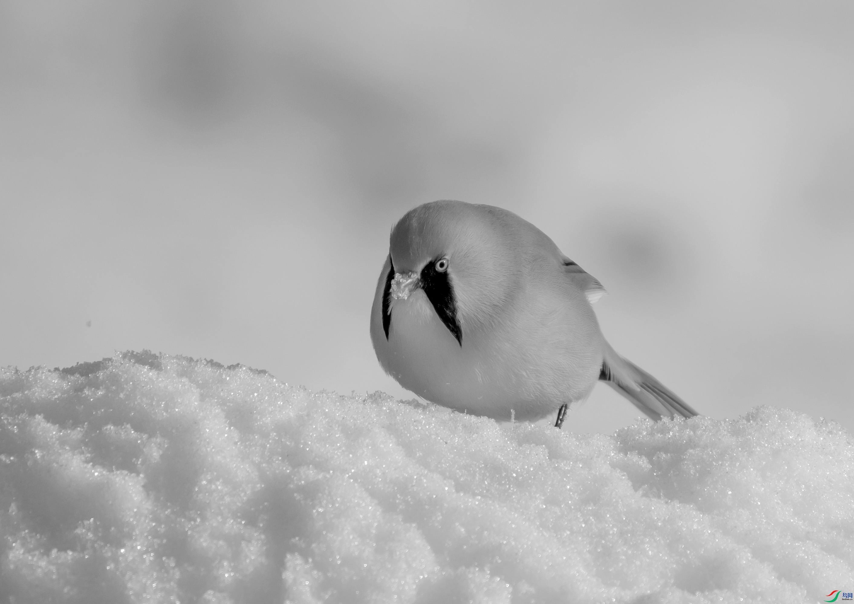 DSC08794 ����.jpg