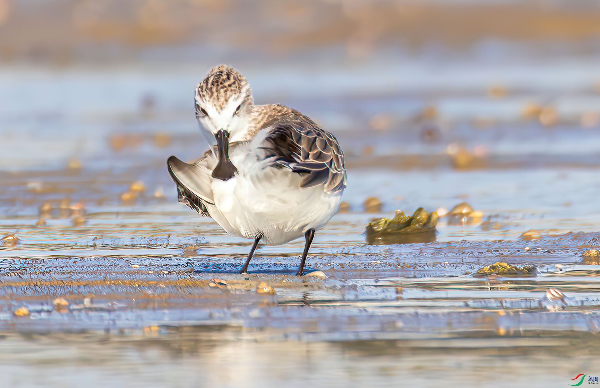 407A8317-----3333.  .jpg