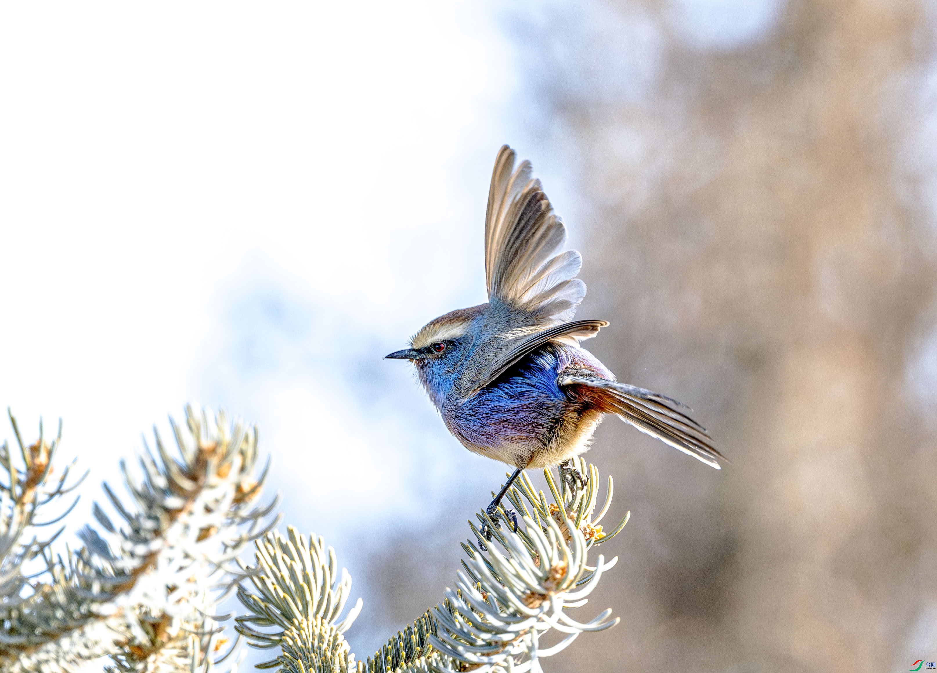 DSC_2020-����ǿ-NR ����.jpg