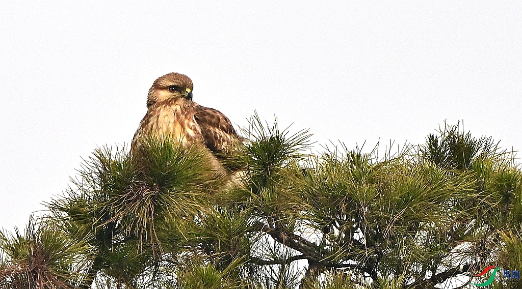 DSC_0508.JPG