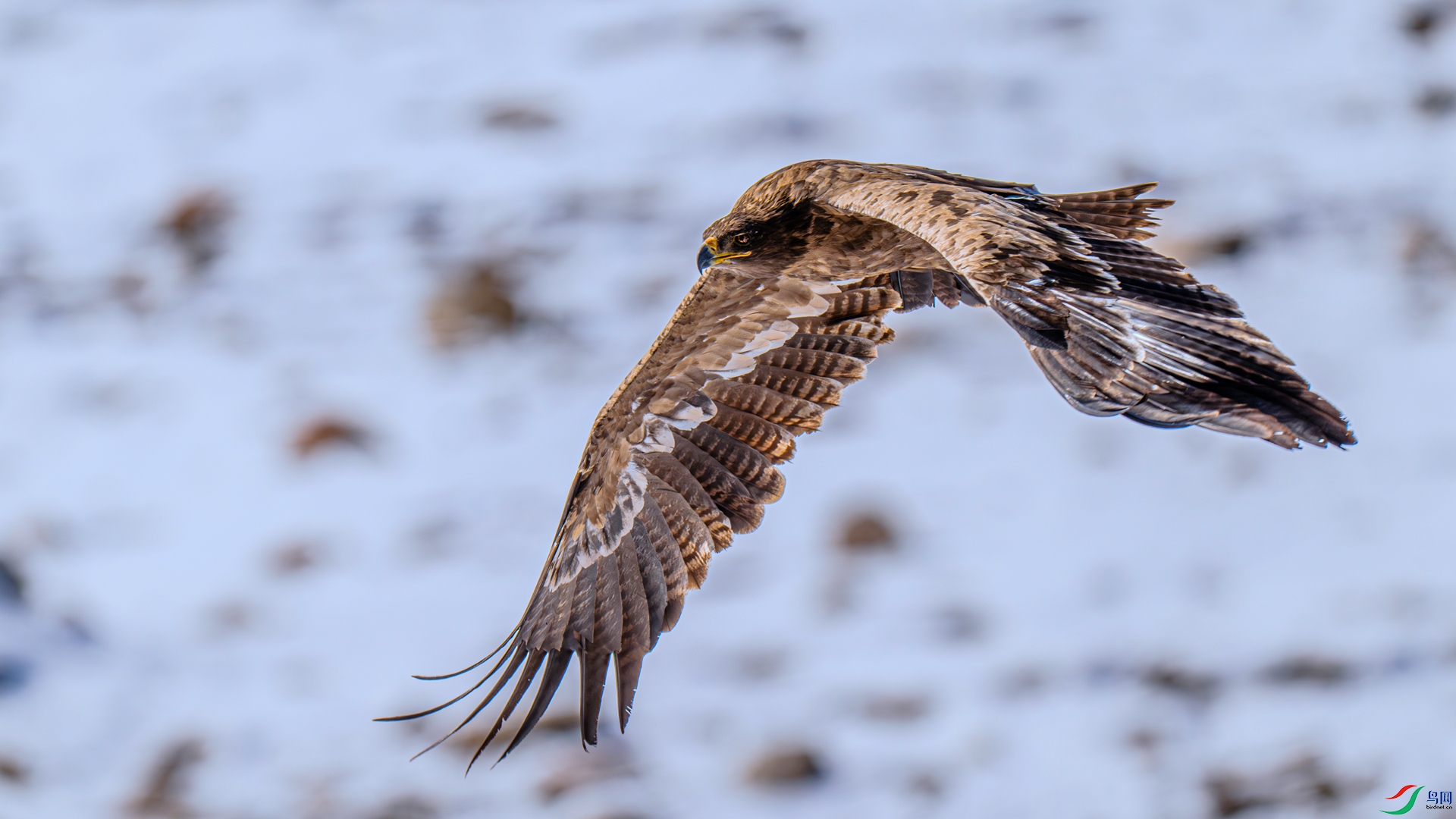 DSC_1732 ����_����.jpg