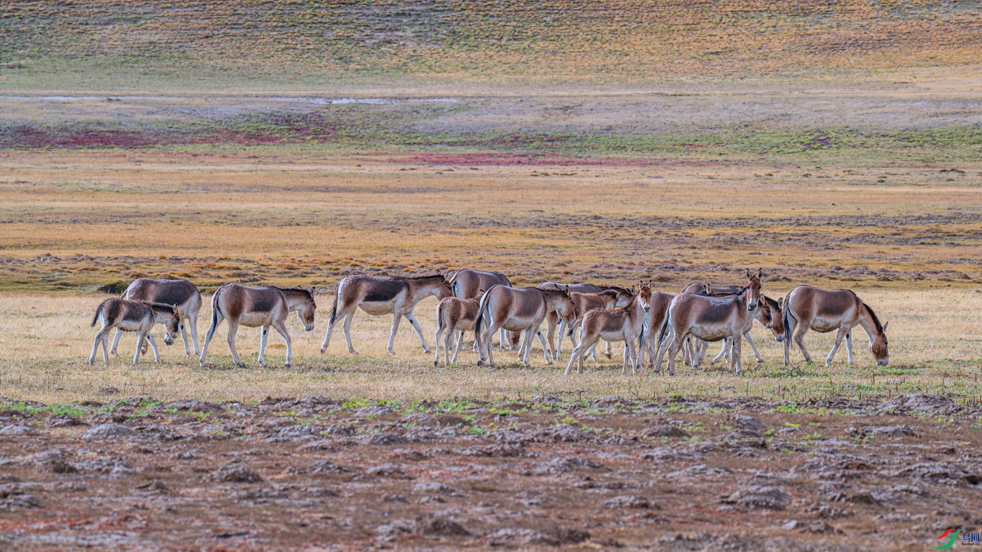 DSC_4832 ����_����.jpg