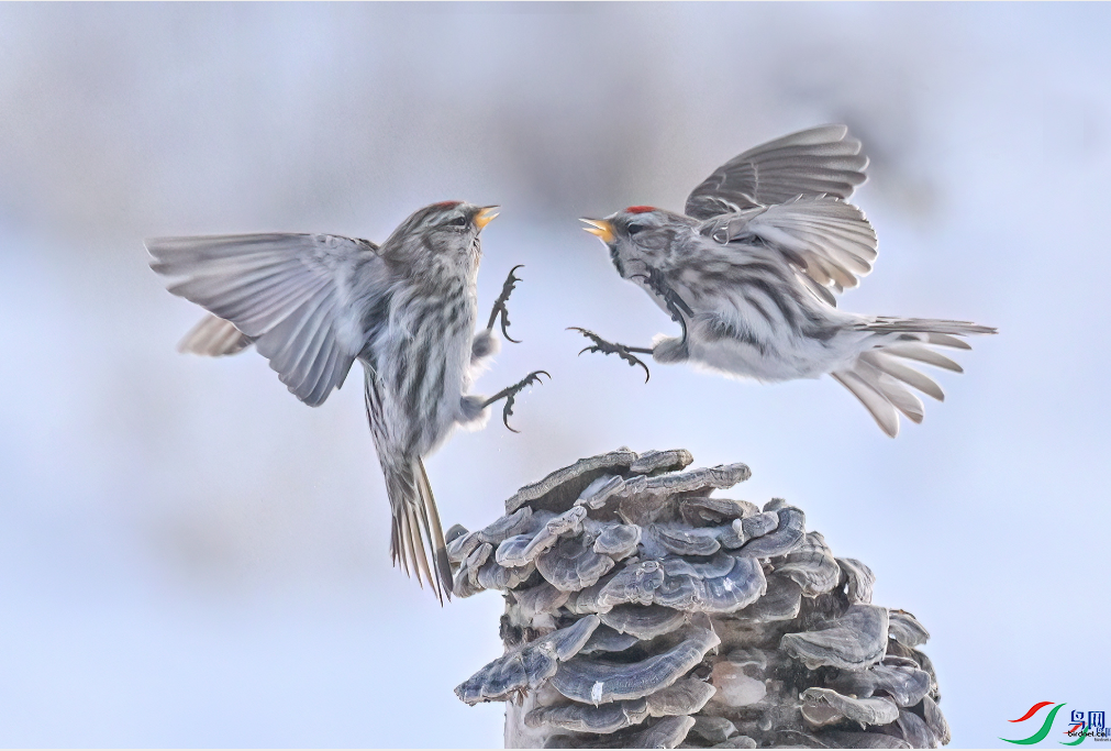 �춥֮�����ٻ񱾰���� ����������0451x.png