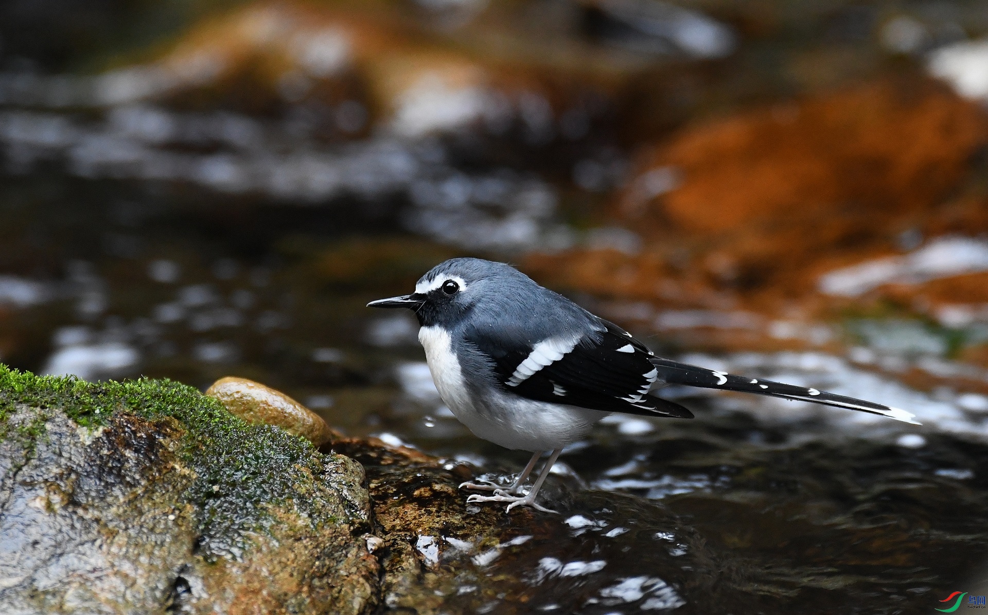 DSC_1134.jpg