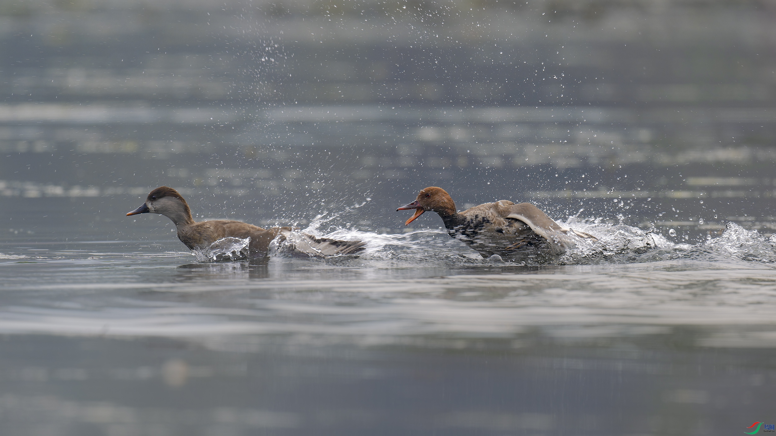 DSC_6369_DxO.jpg