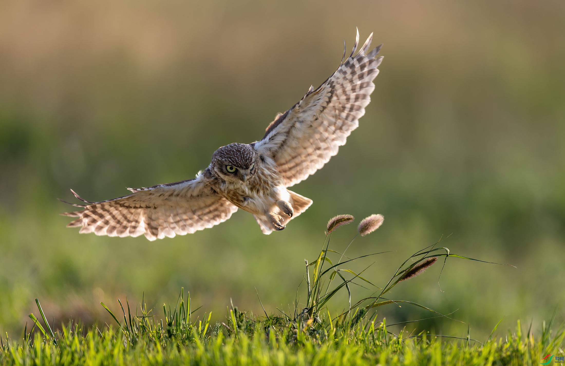 ���Ƹ�С�^