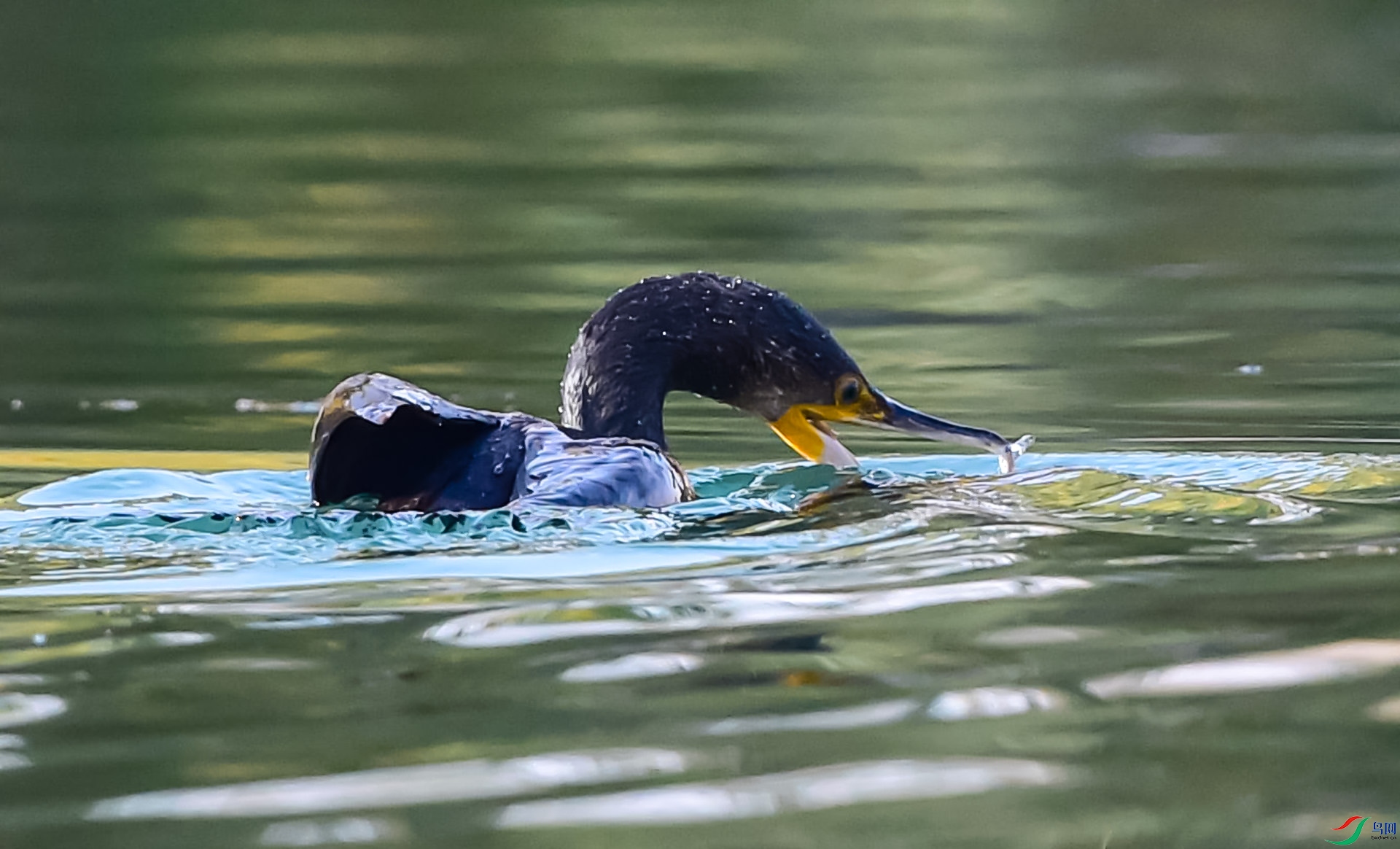 DSC_3619_����.jpg